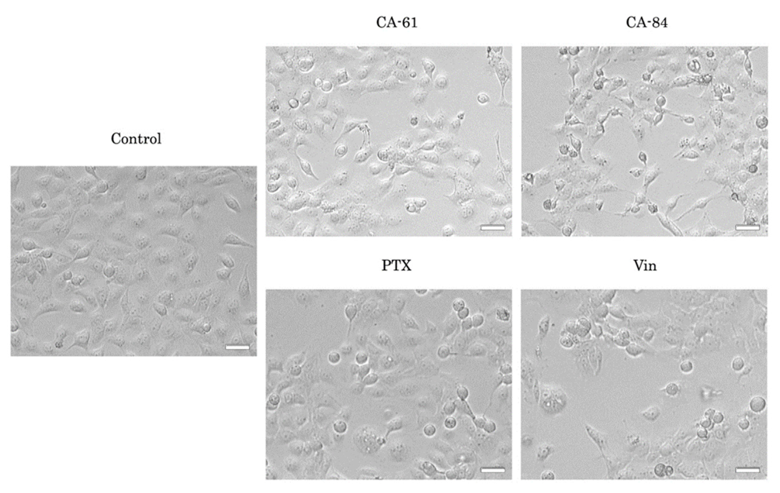 Molecules 26 05780 g005 Molecules 26 05780 g005