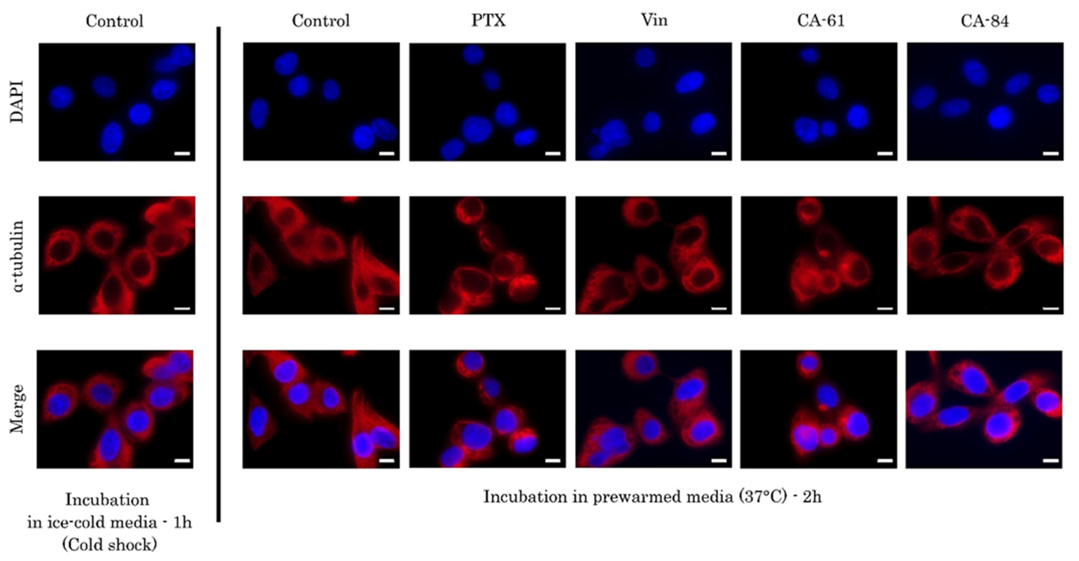 Molecules 26 05780 g008 Molecules 26 05780 g008