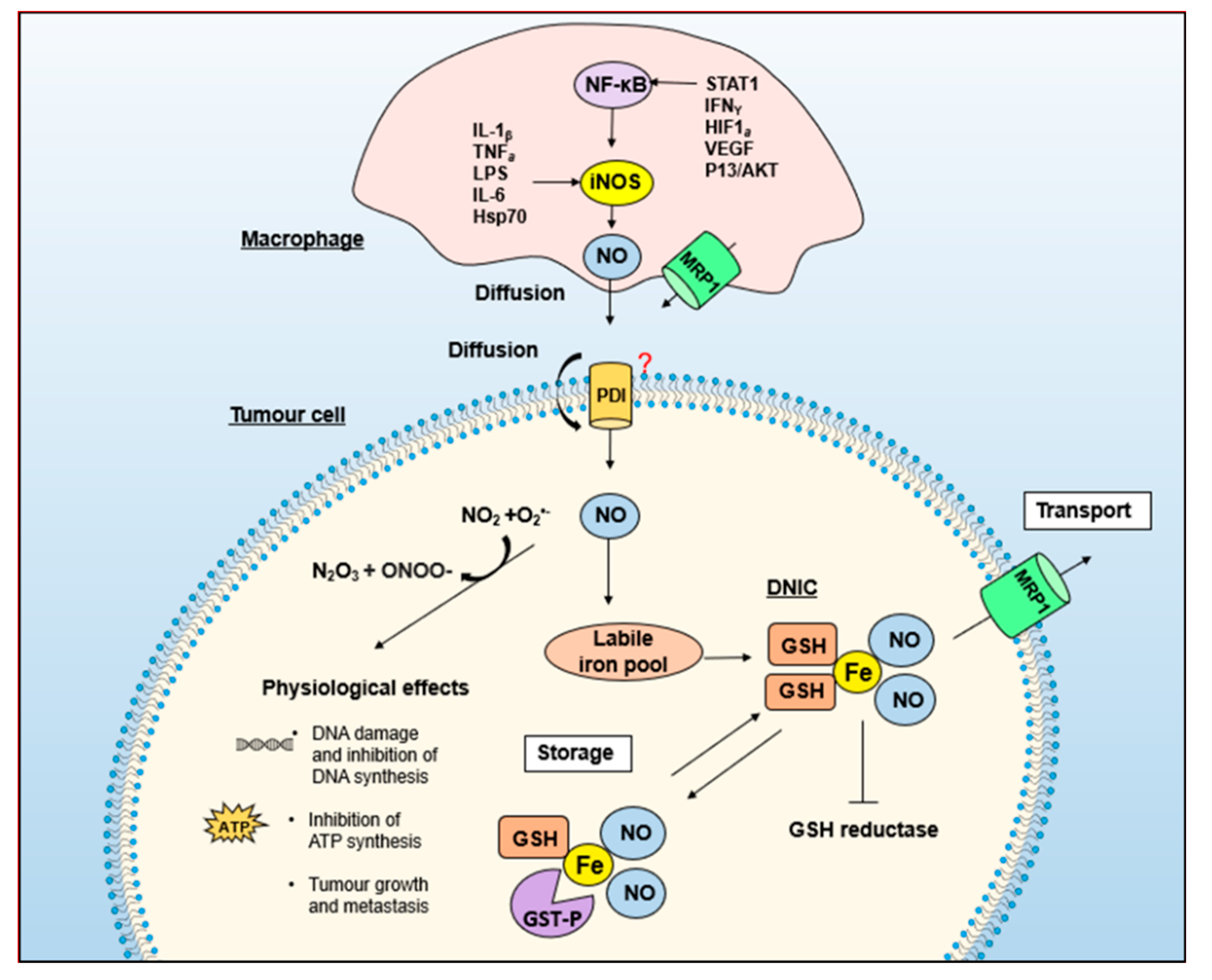 Molecules 26 05784 g007
