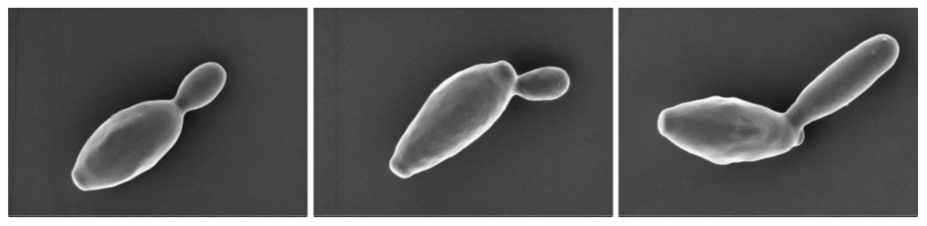 Molecules 26 05835 g001