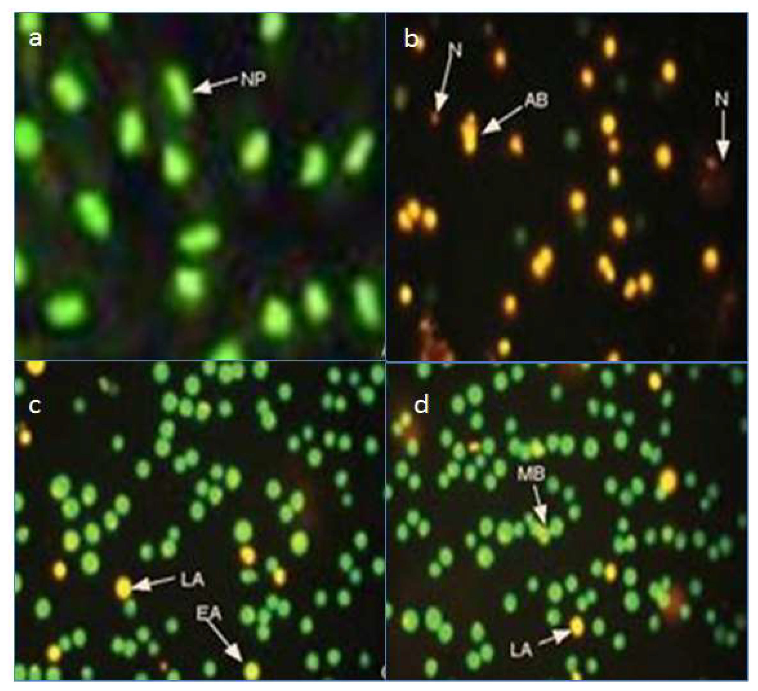 Molecules 26 05843 g006
