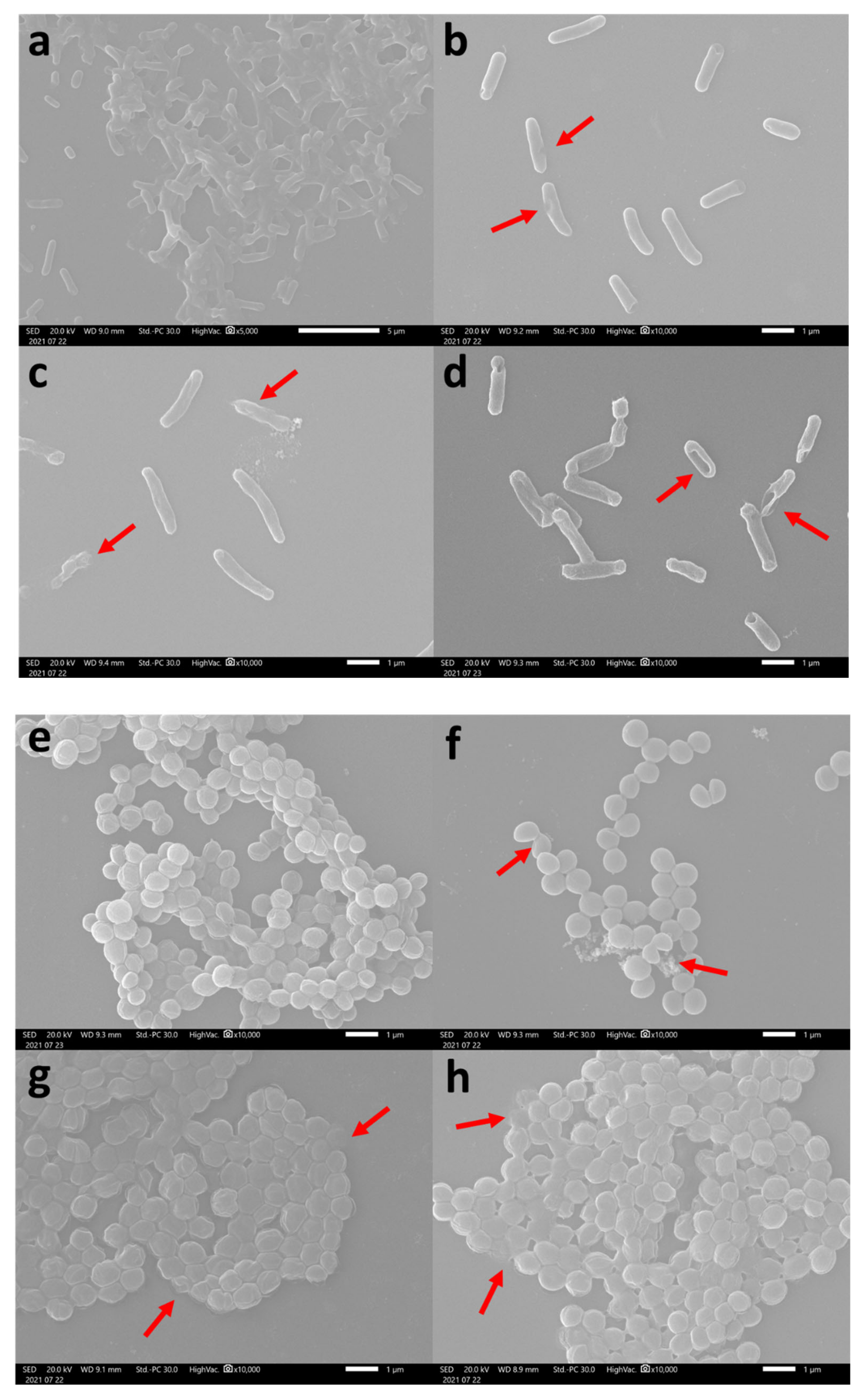 Molecules 26 05872 g008