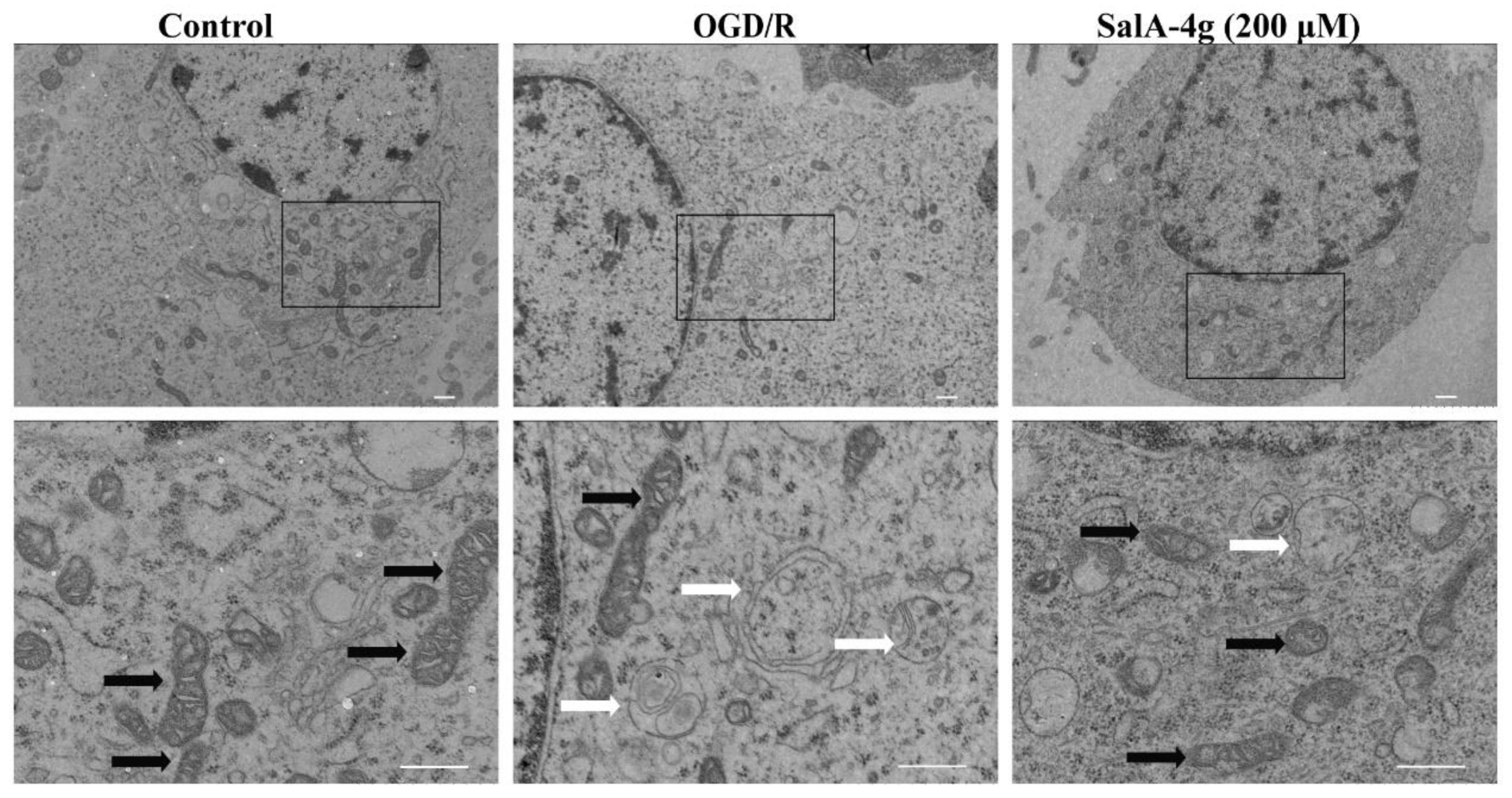 Molecules 26 05883 g003 550