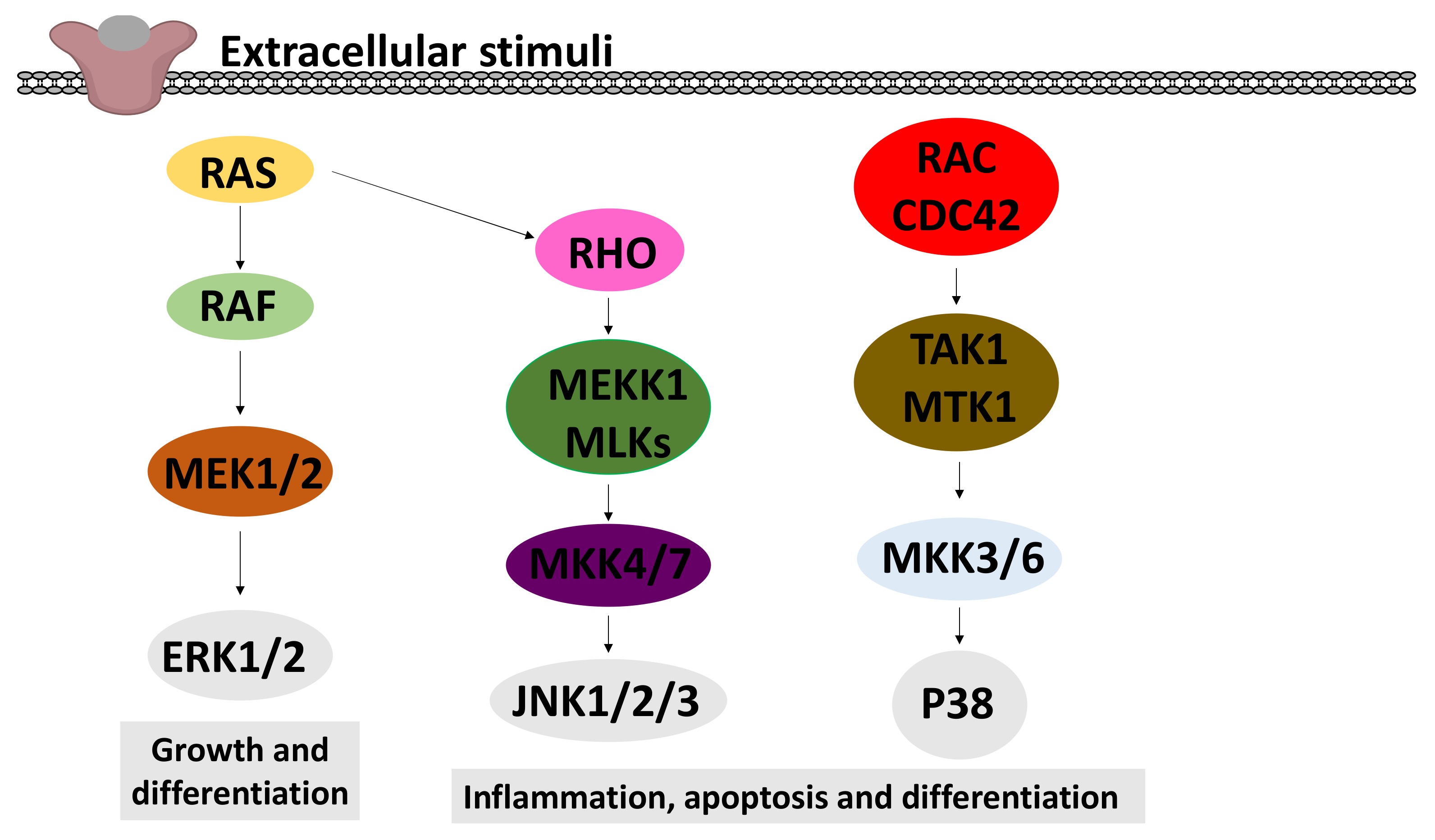 Molecules 26 05886 g007 Molecules 26 05886 g007