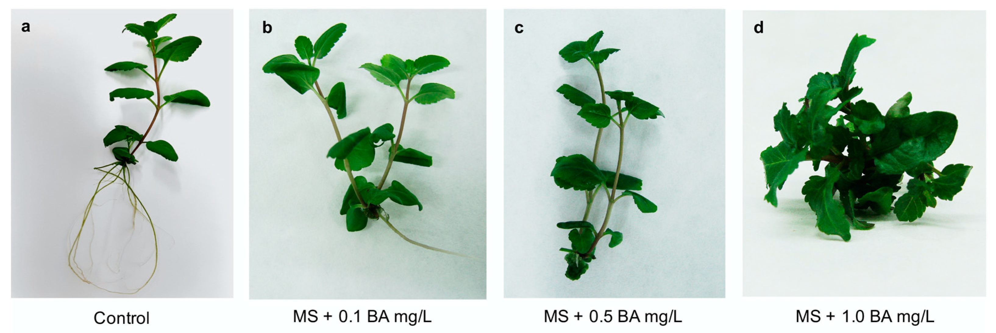 Molecules 26 05888 g001