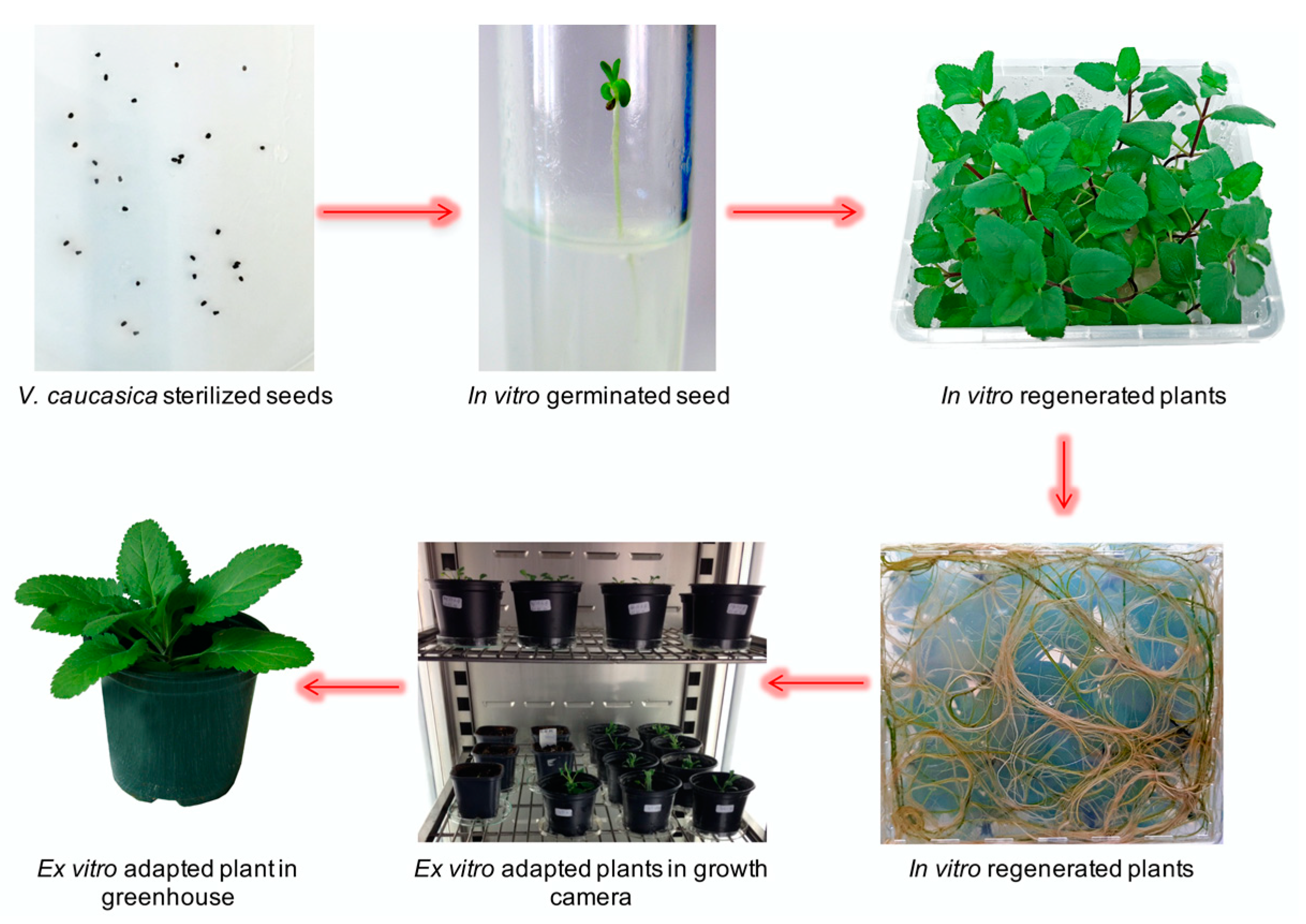 Molecules 26 05888 g002