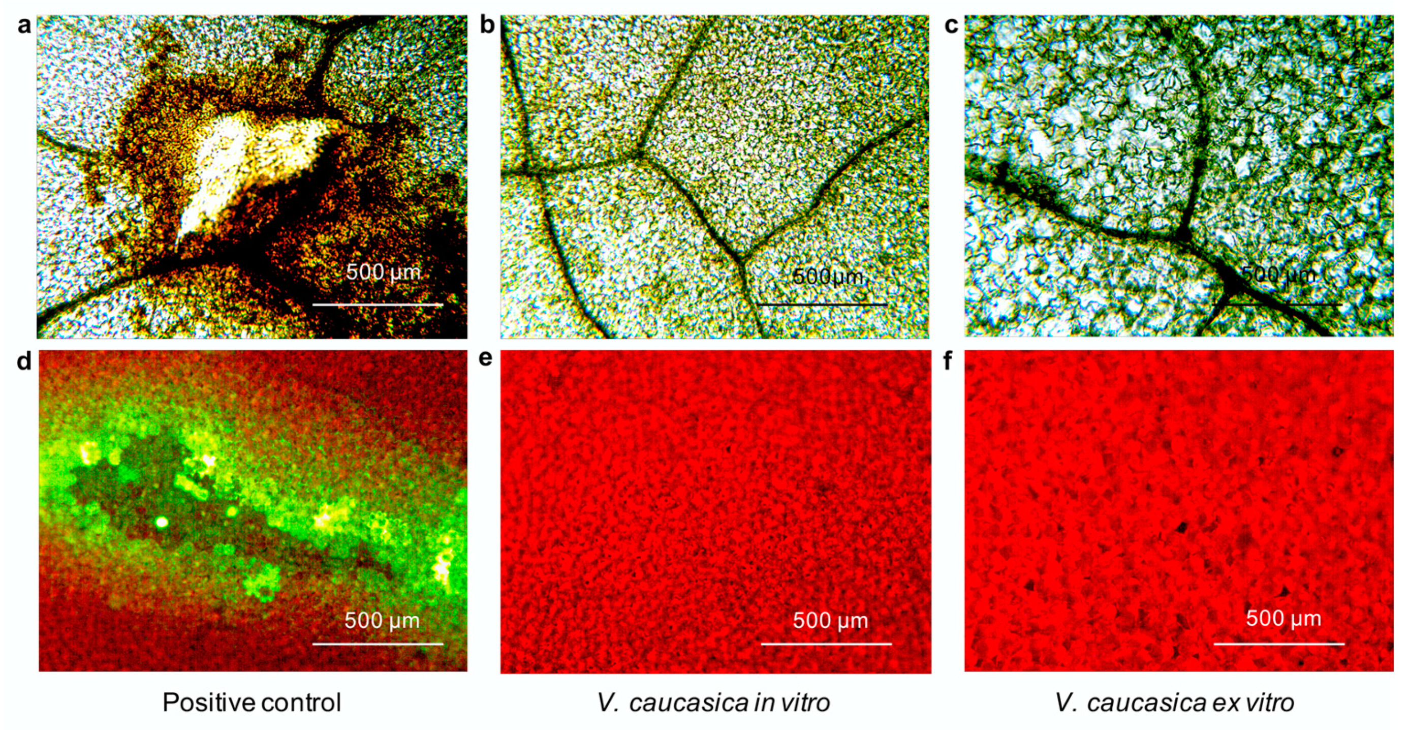 Molecules 26 05888 g004