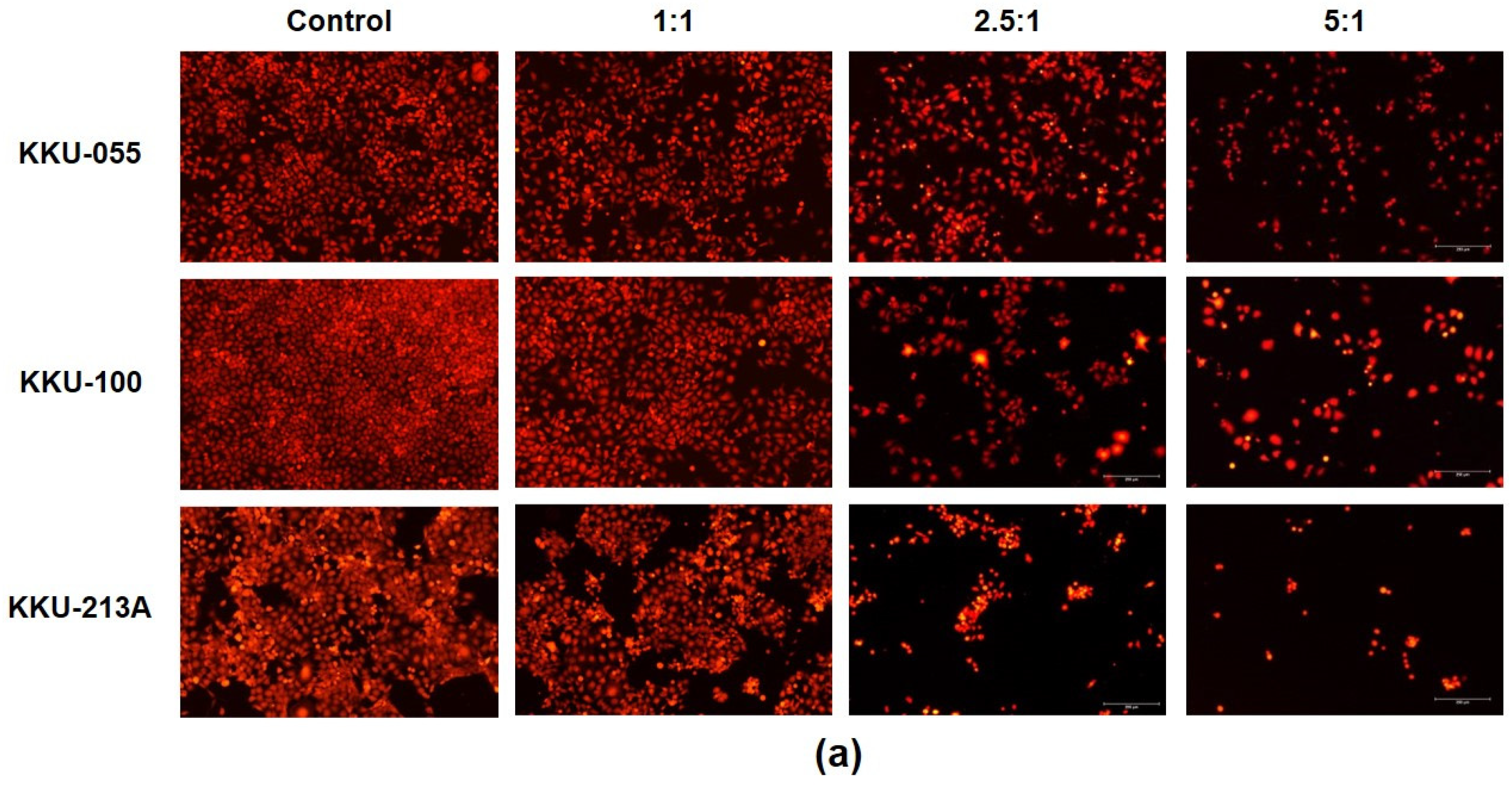 Cordycepin Sensitizes Cholangiocarcinoma Cells to Be Killed by