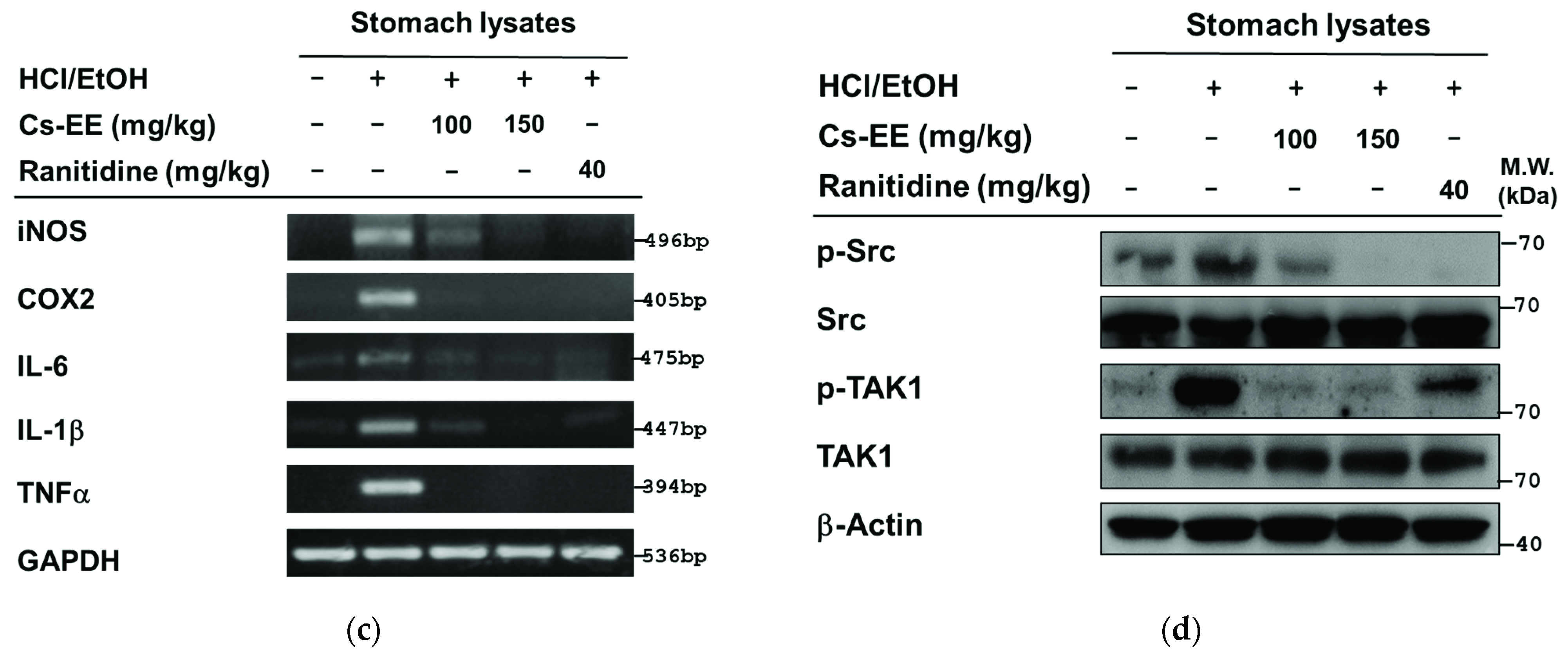 Molecules 26 06073 g006b