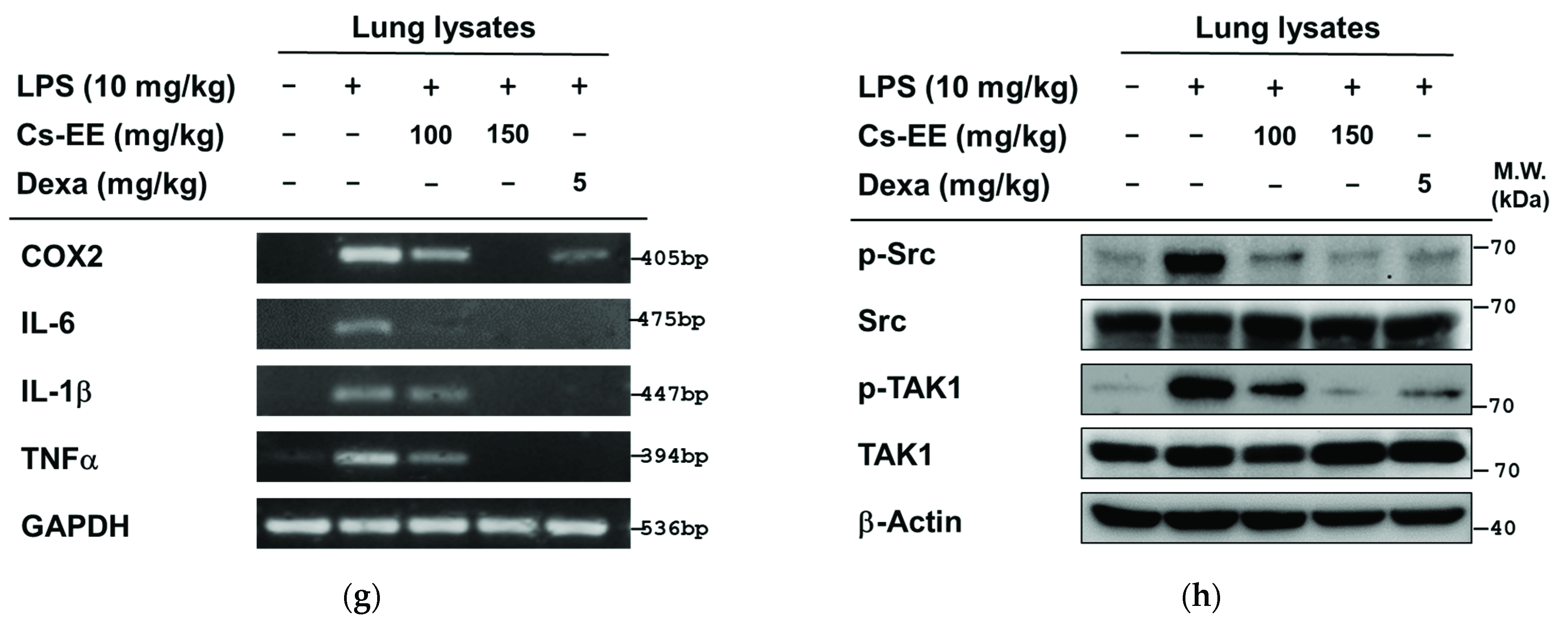 Molecules 26 06073 g007c