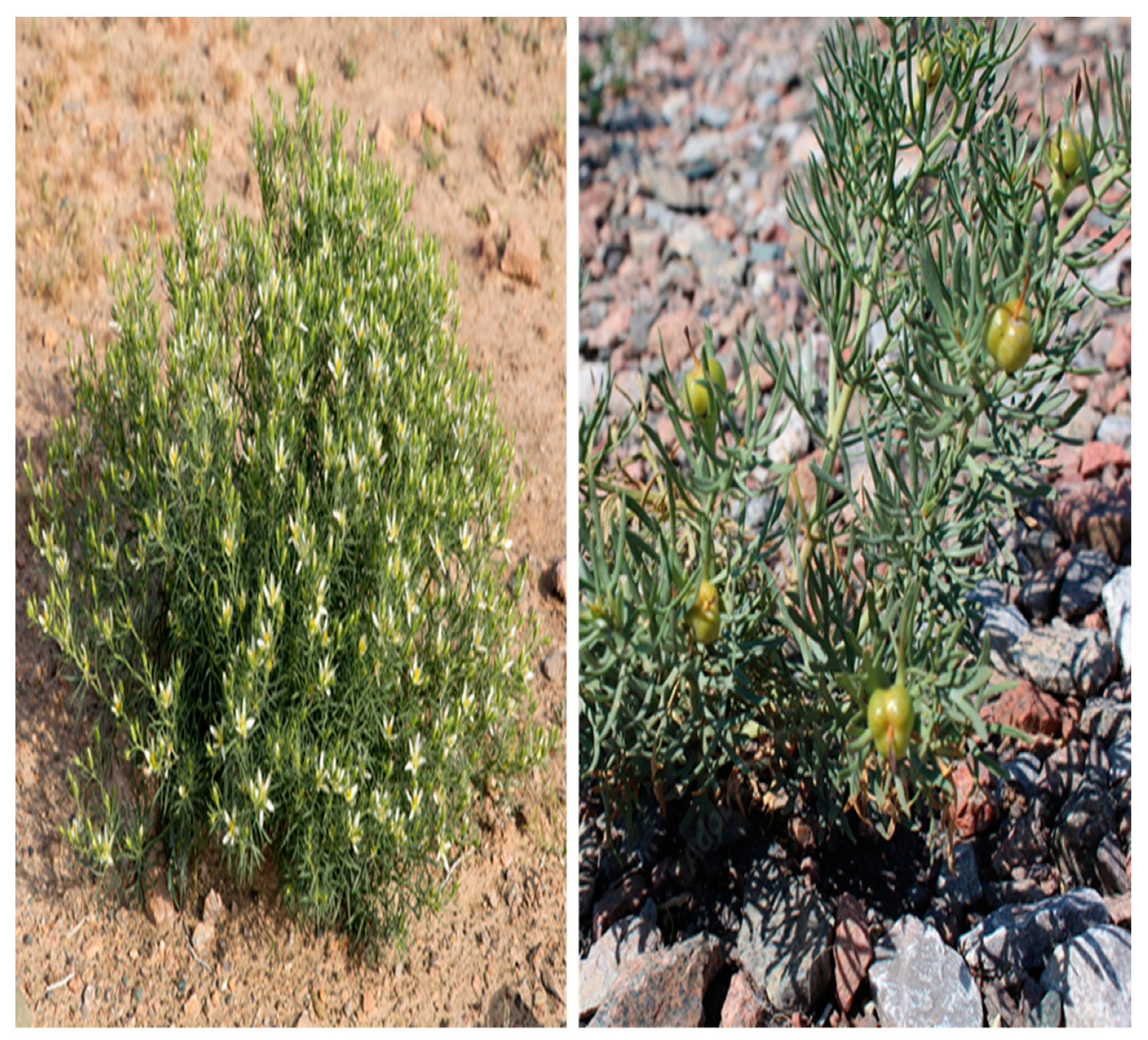 Molecules 26 06084 g001 Molecules 26 06084 g001