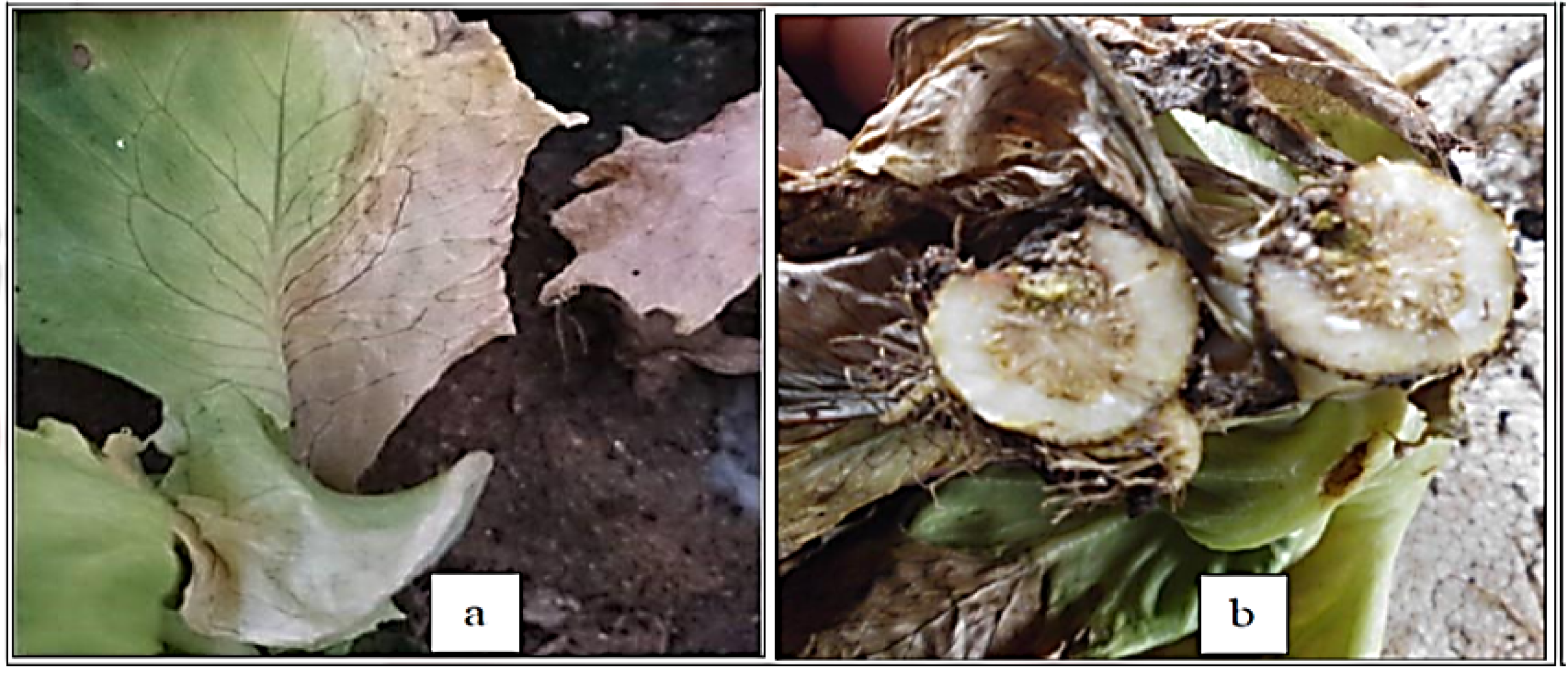 Molecules 26 06118 g001 Molecules 26 06118 g001