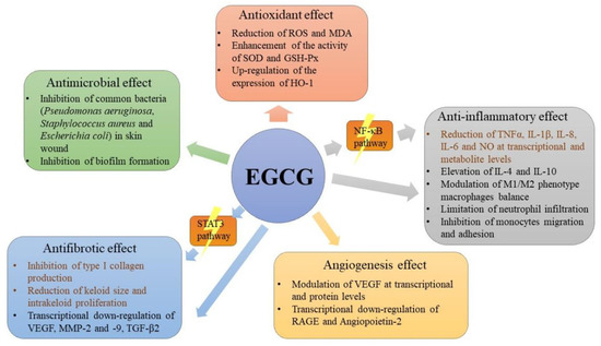 Beneficial Effects of Green Tea EGCG on Skin Wound Healing: A ...