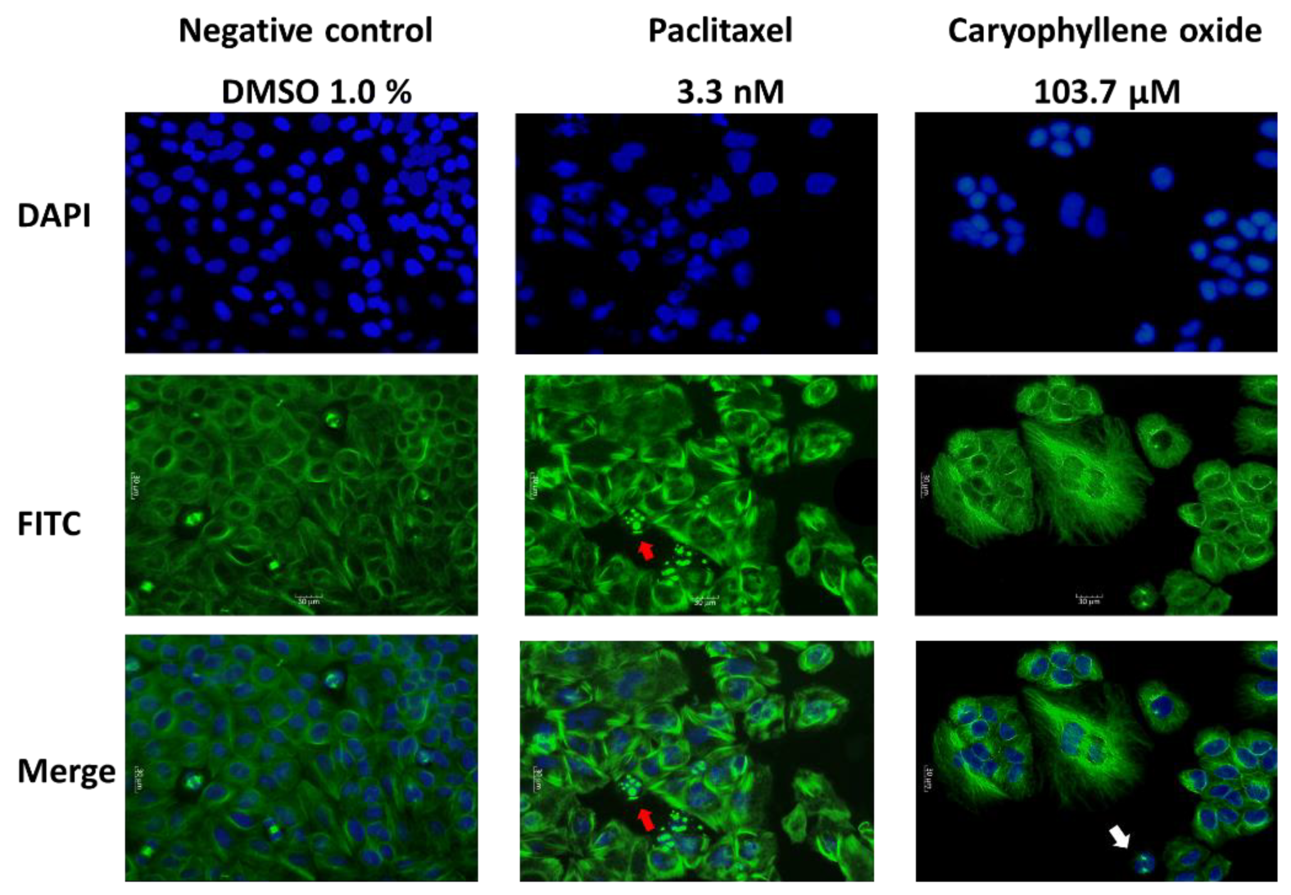 Molecules 26 06142 g004