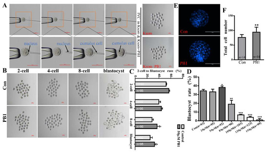 Antioxidant Activity and Anti-Apoptotic Effect of the Small Antioxidant Activity and Anti-Apoptotic Effect of the Small