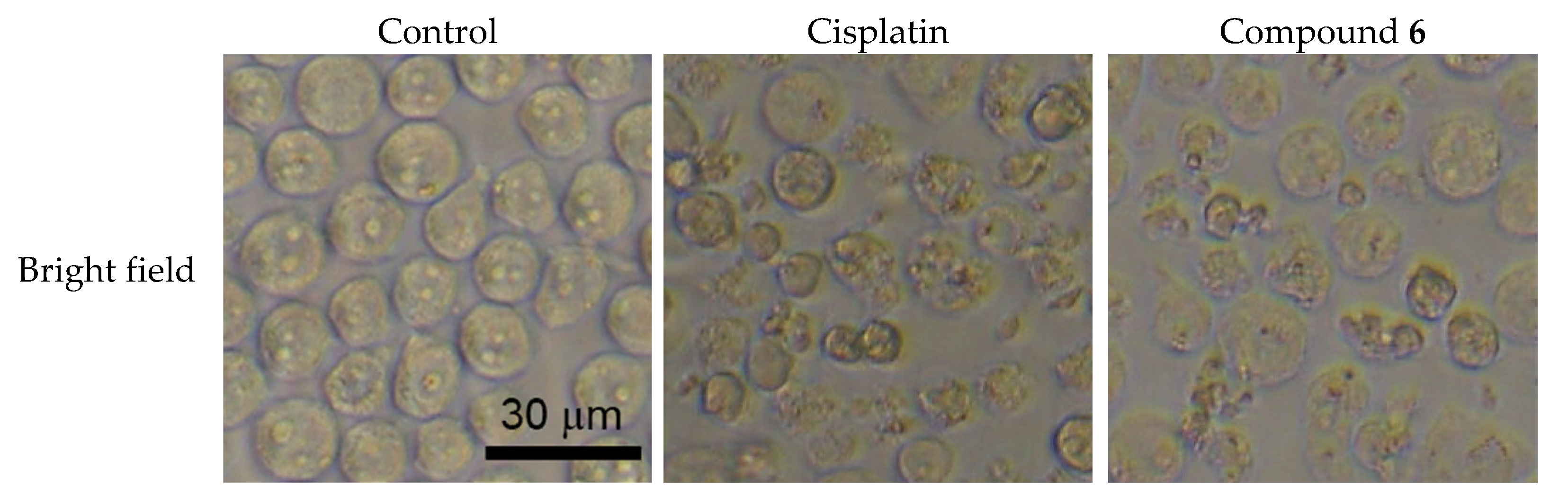 Molecules 26 06186 g006a