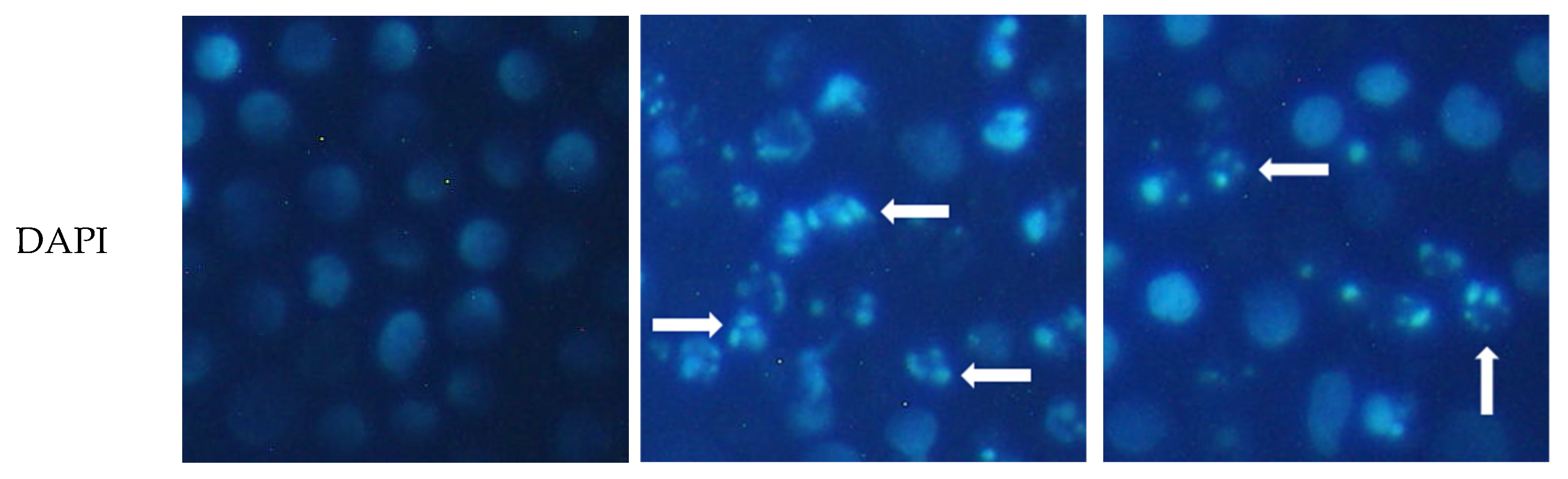 Molecules 26 06186 g006b