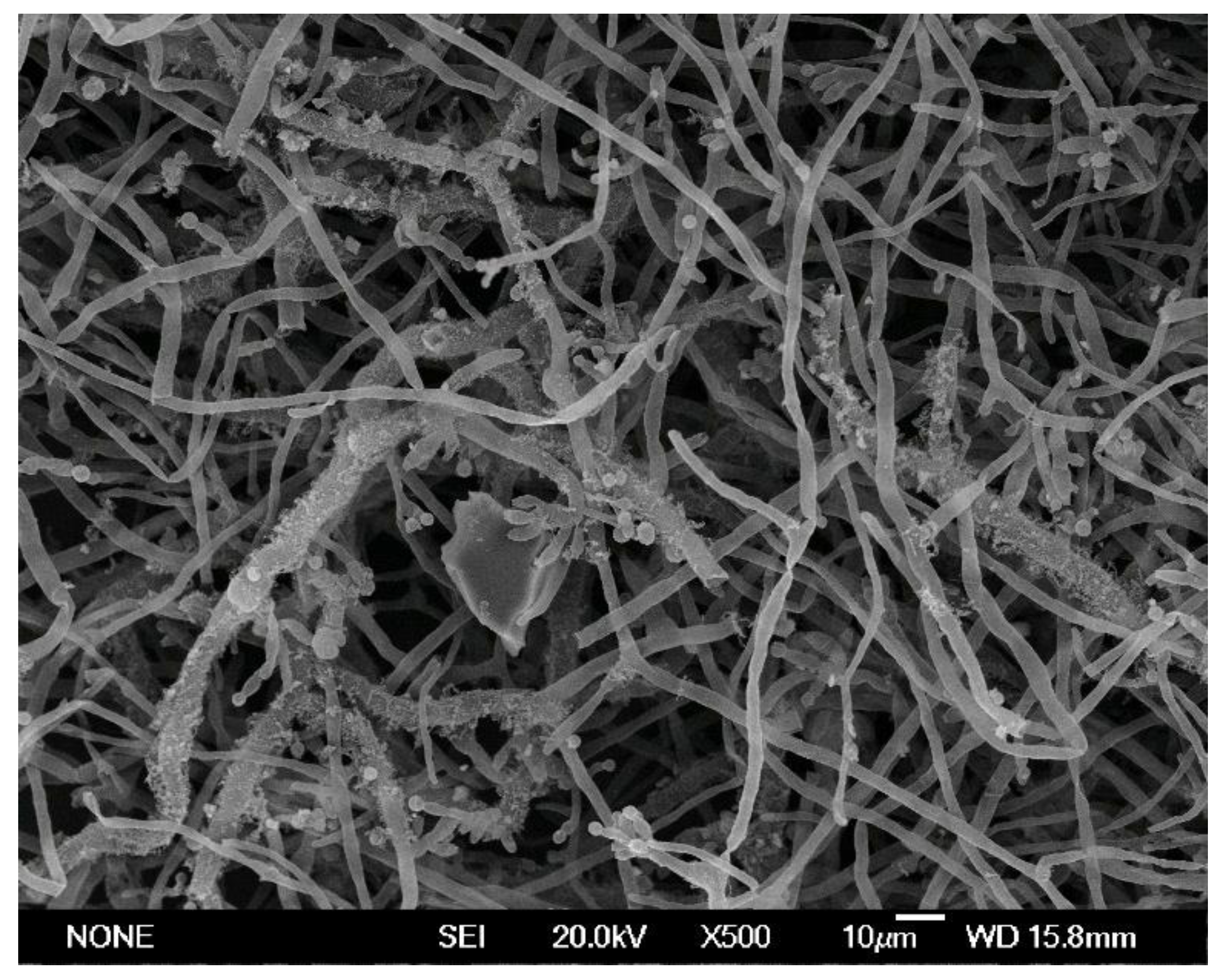 Molecules 26 06200 g004 550