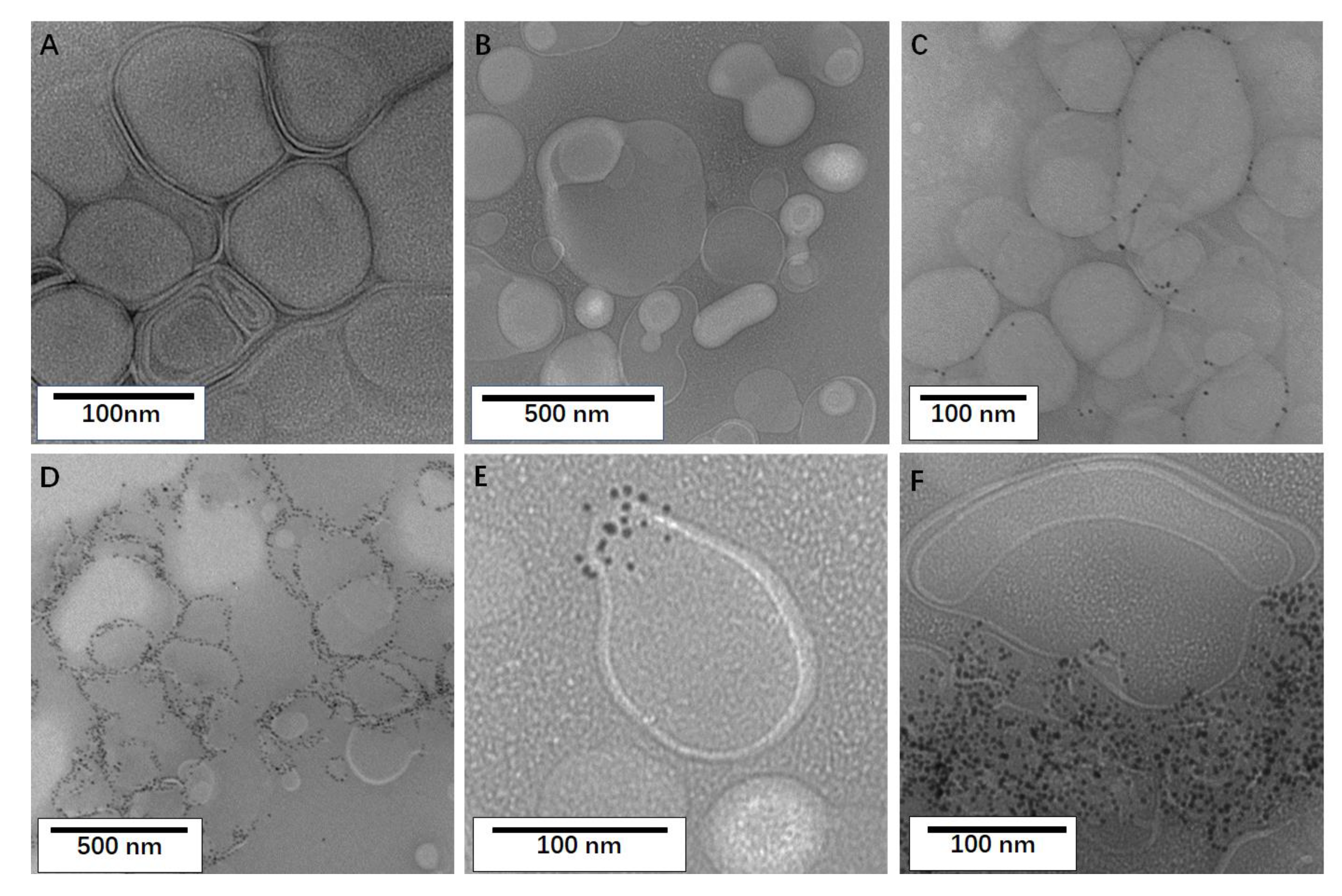 Molecules 26 06201 g002