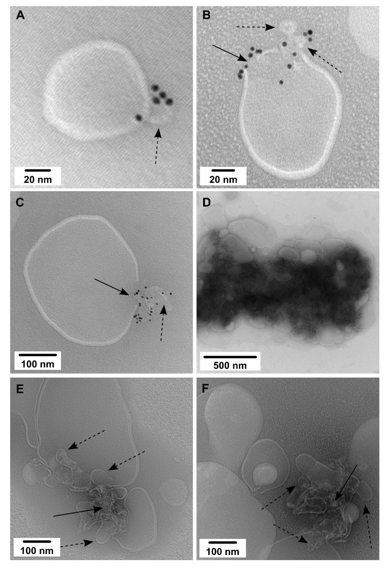 Molecules 26 06201 g003