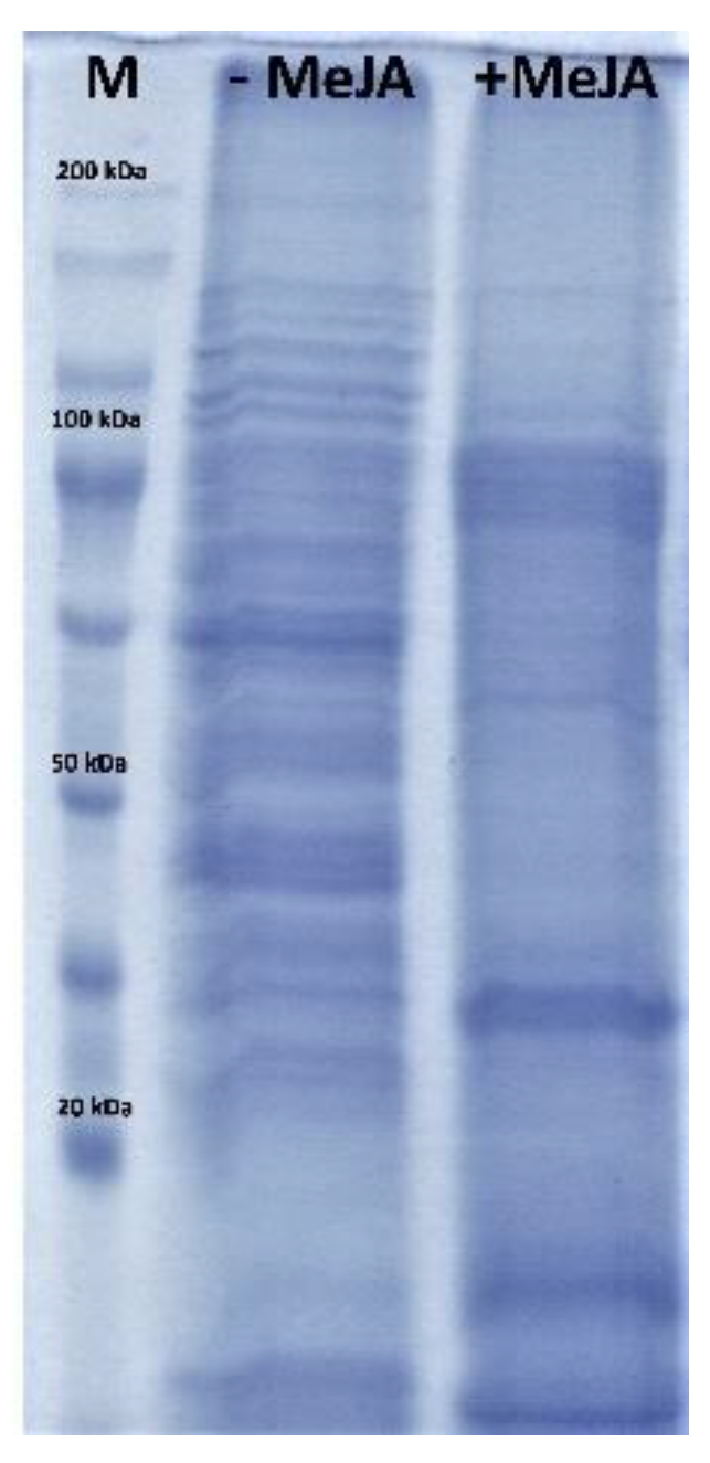 Molecules 26 06208 g002 550
