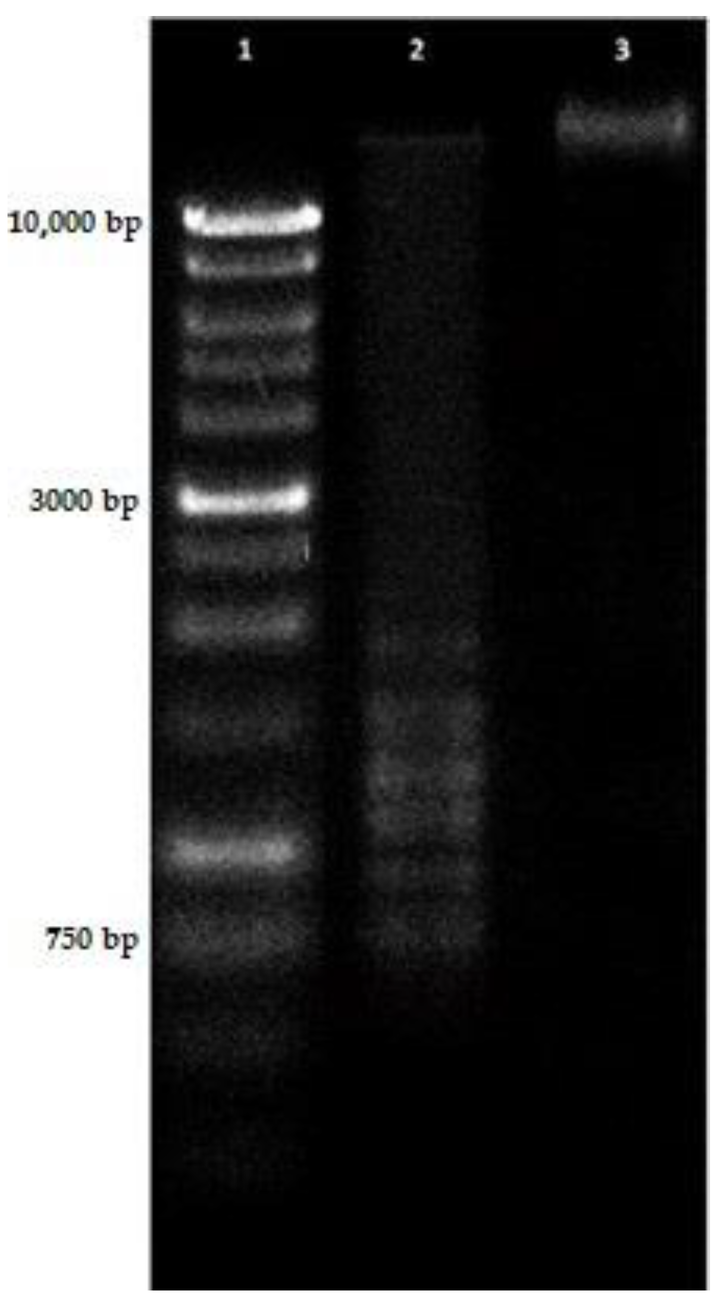 Molecules 26 06208 g006 550