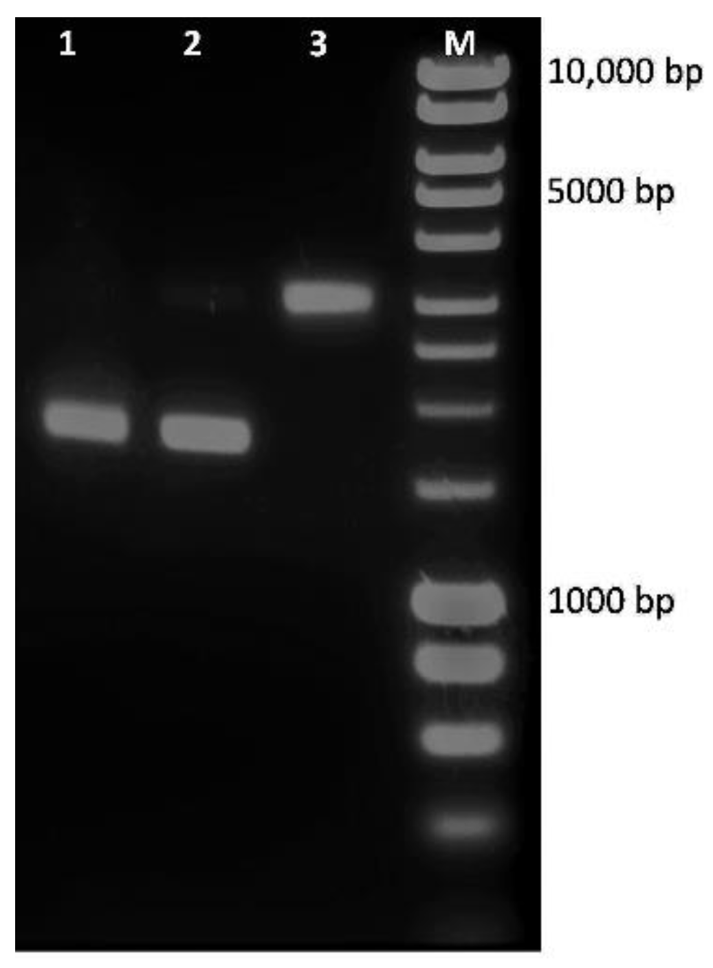 Molecules 26 06208 g009 550
