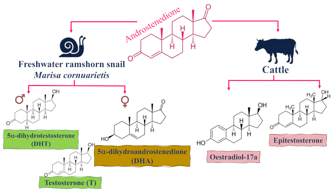 Molecules 26 06210 g005