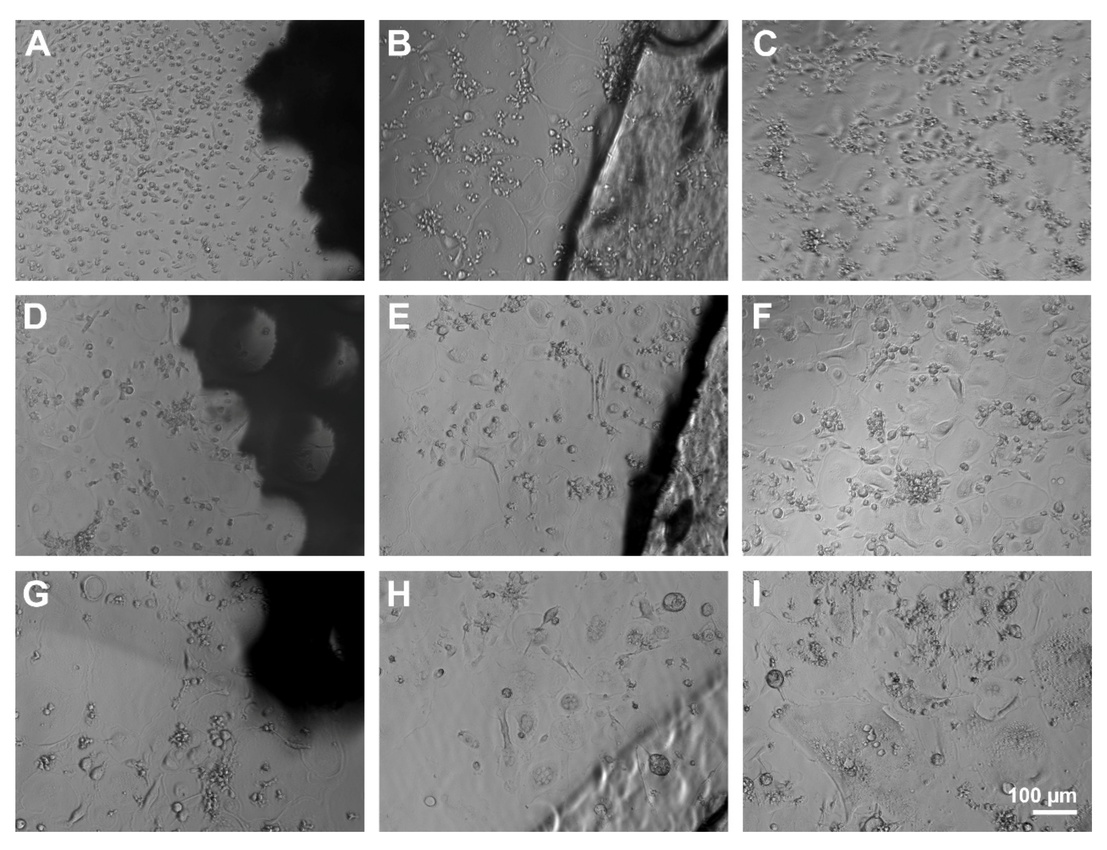 Molecules 26 06258 g010 550