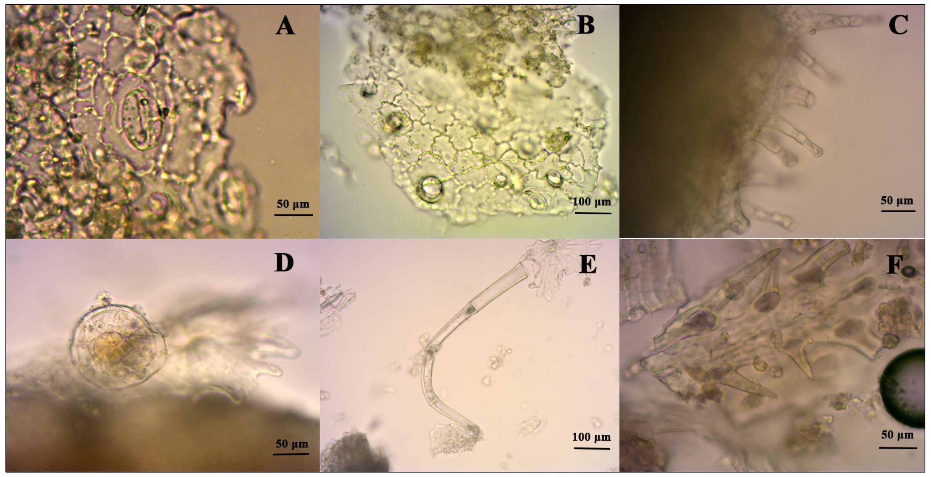 Molecules 26 06304 g001 Molecules 26 06304 g001
