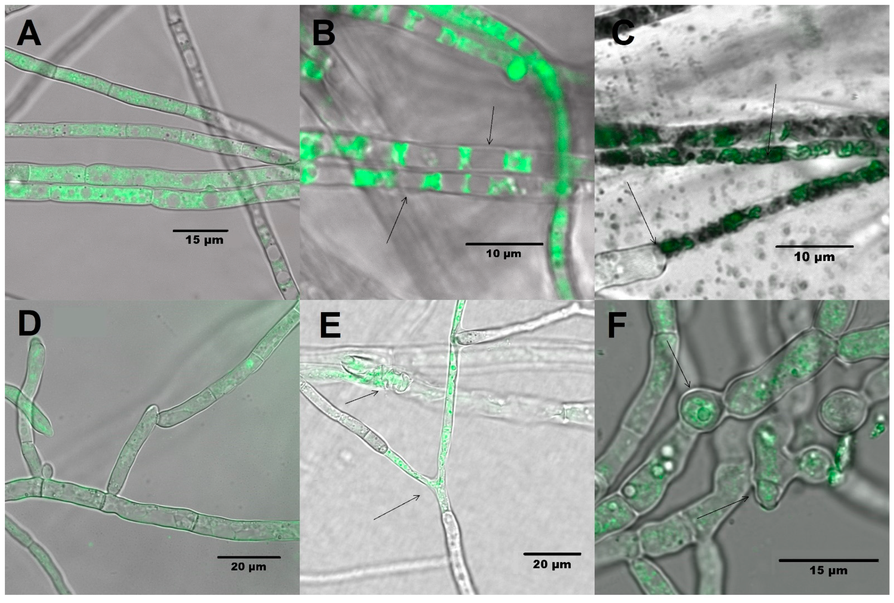 Molecules 26 06359 g004