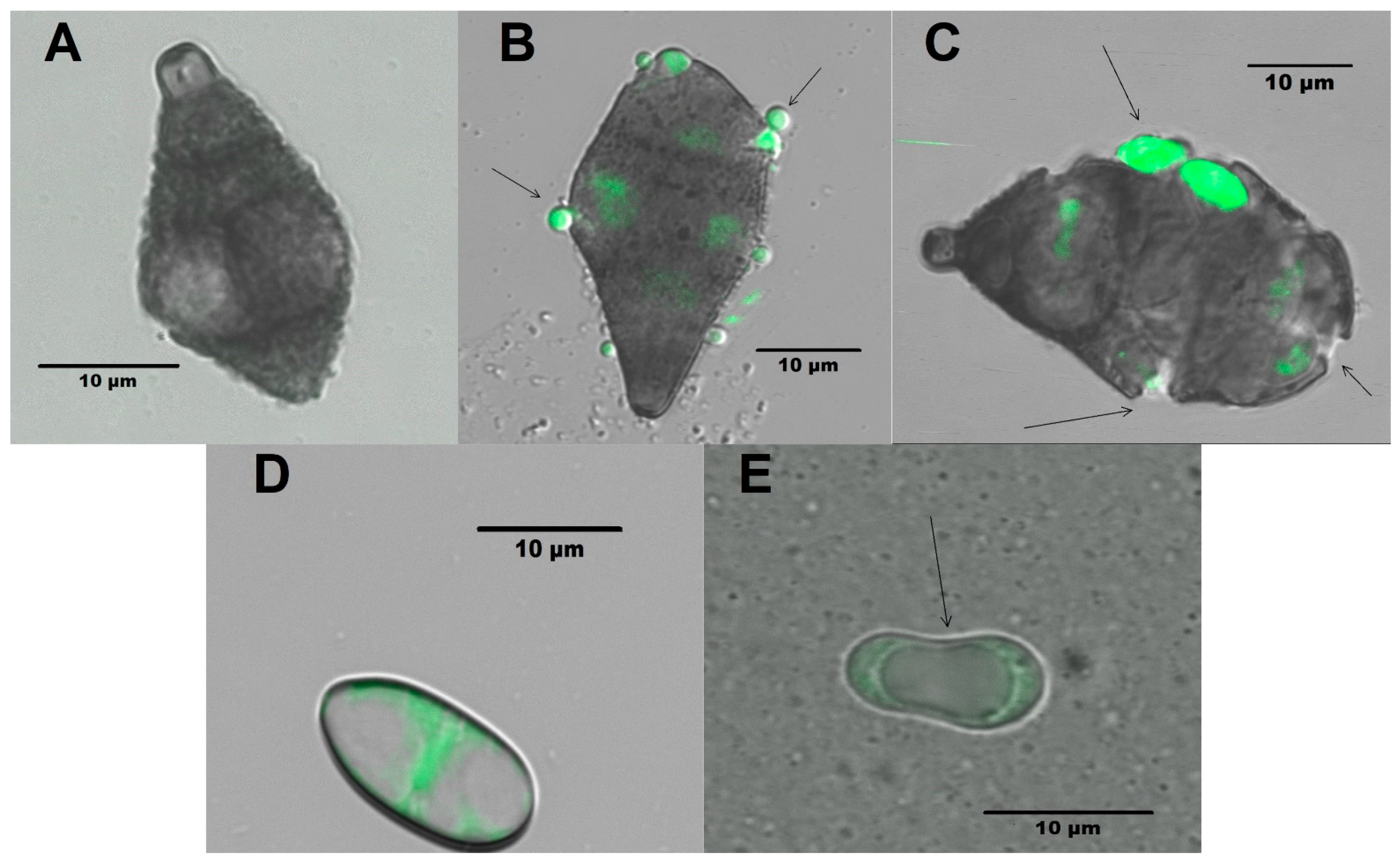 Molecules 26 06359 g005