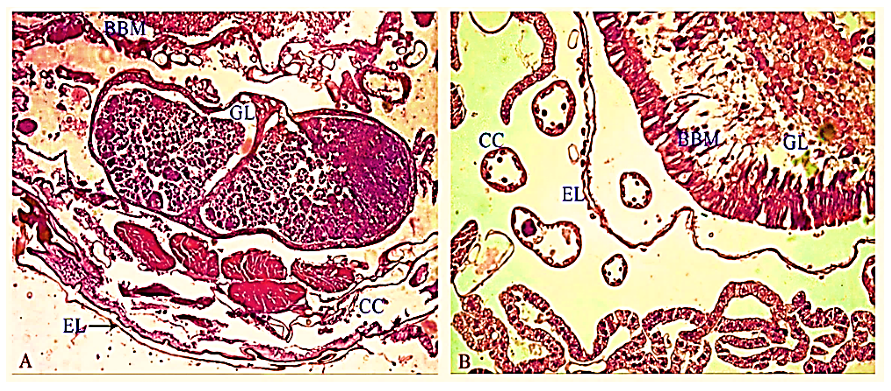 Molecules 26 06384 g005