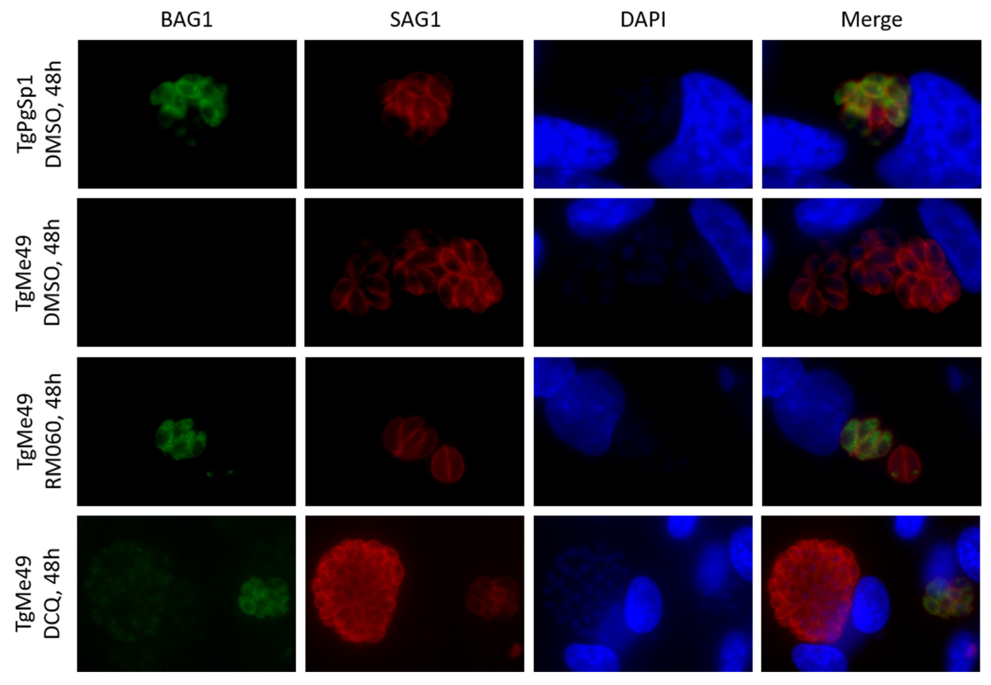 Molecules 26 06393 g004