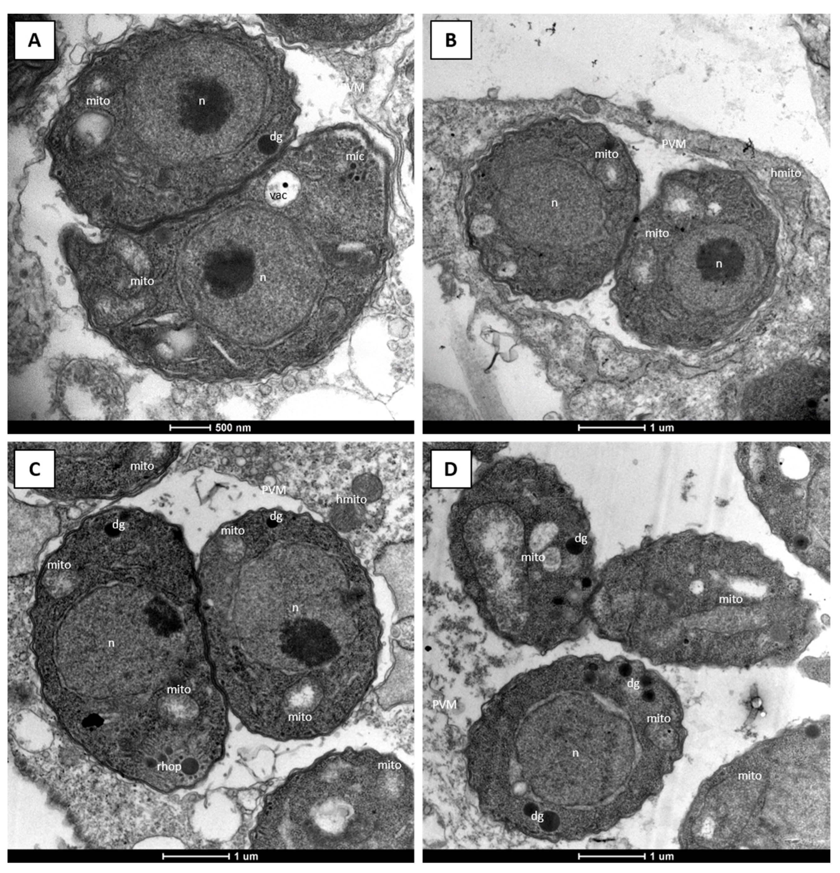 Molecules 26 06393 g005