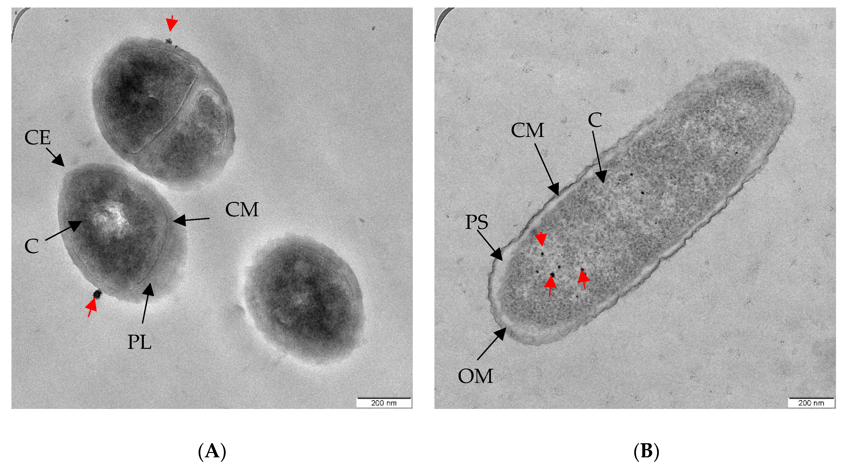 Molecules 26 06414 g005