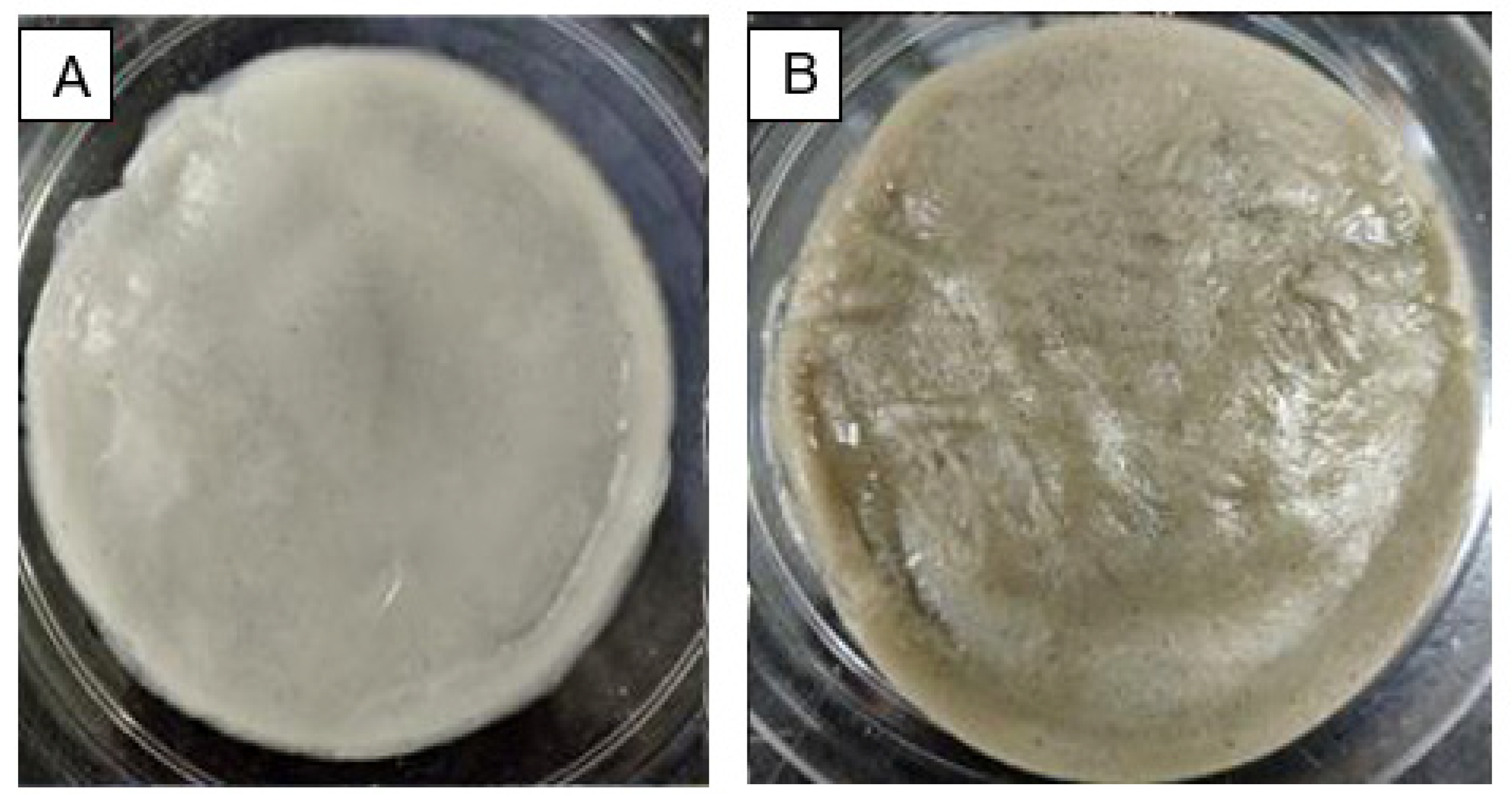 Molecules 26 06414 g008
