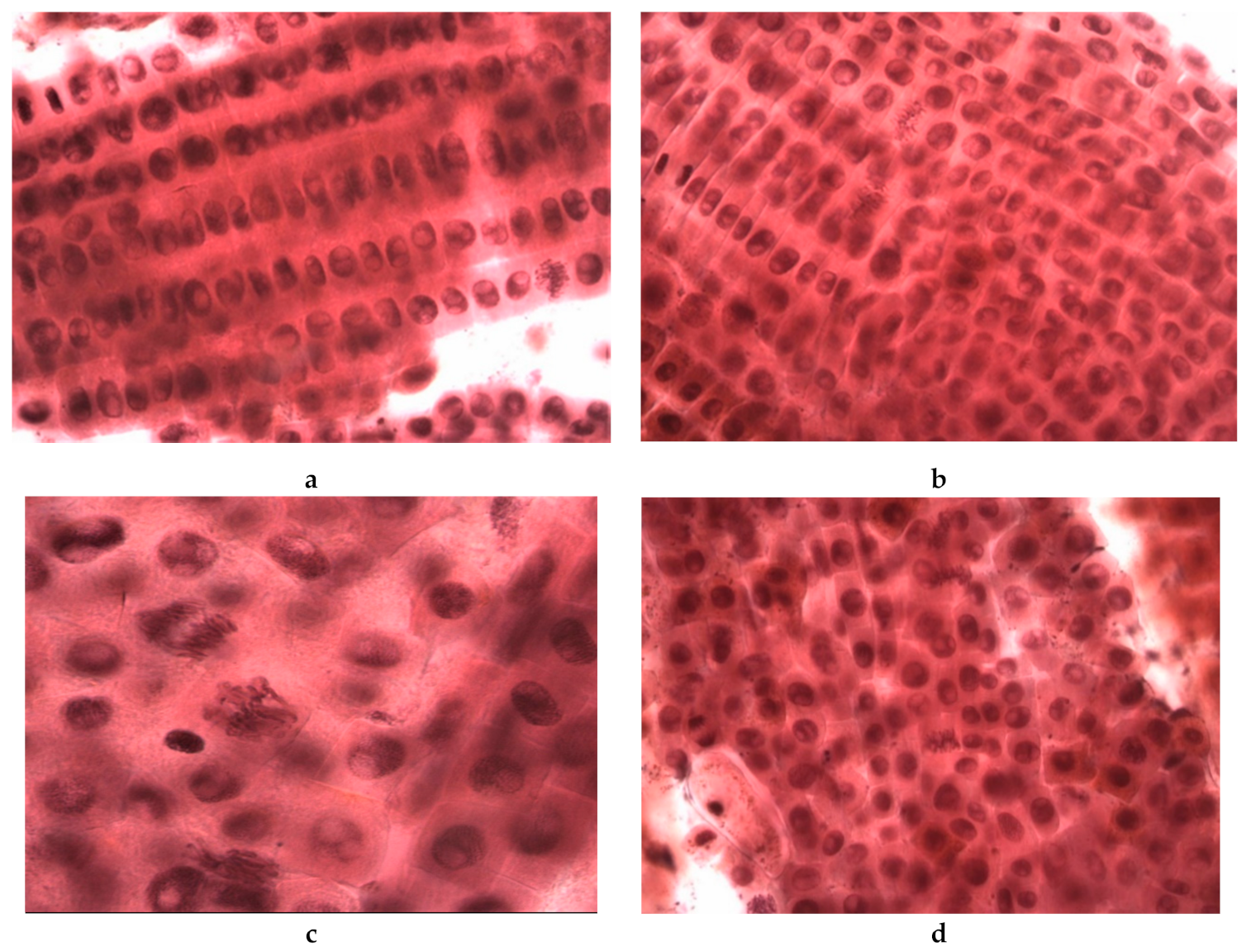 Molecules 26 06435 g008 550