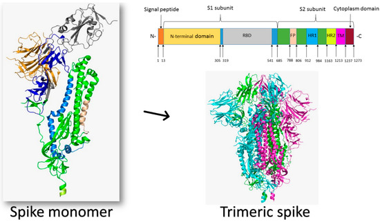 Molecules | Free Full-Text | A Review of Human Coronaviruses 