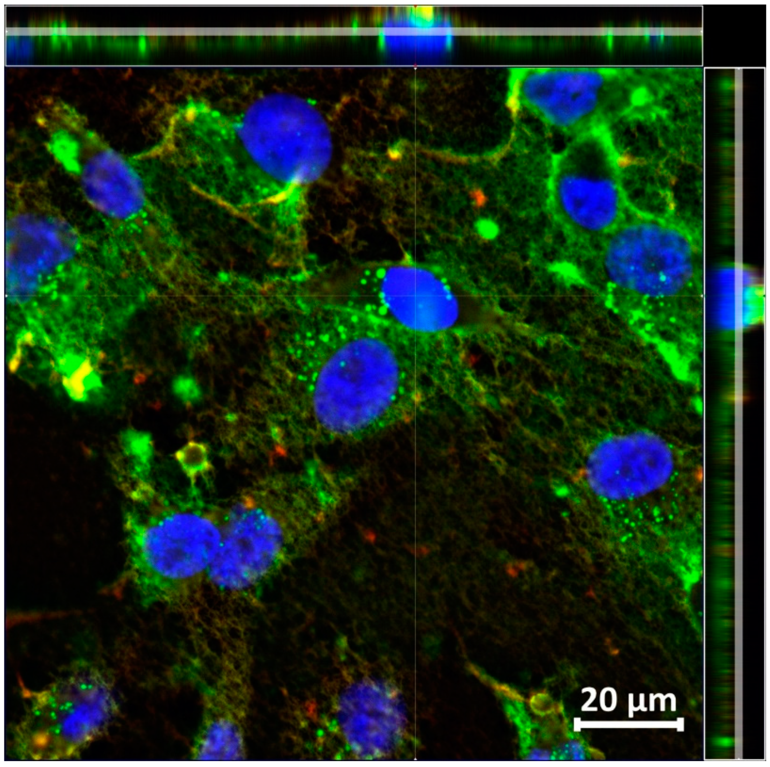Molecules 26 06564 g007 550
