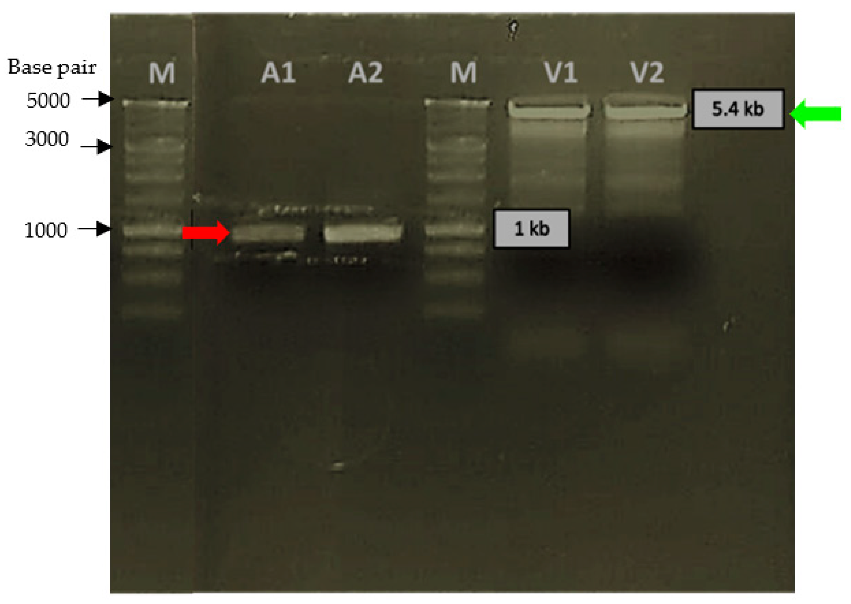 Molecules 26 06625 g001 Molecules 26 06625 g001