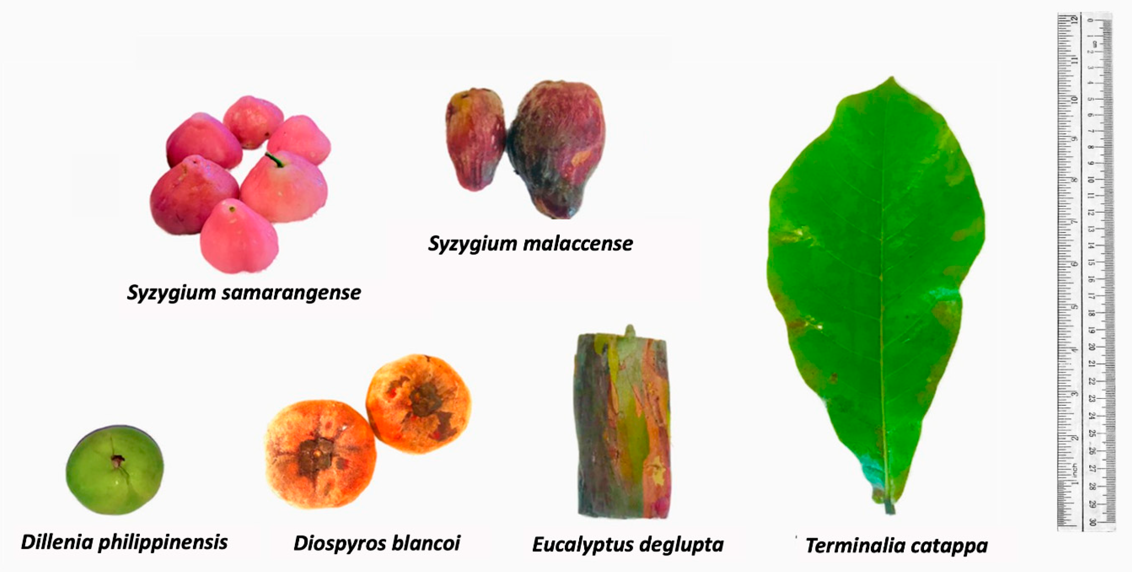 Molecules 26 06645 g001 Molecules 26 06645 g001