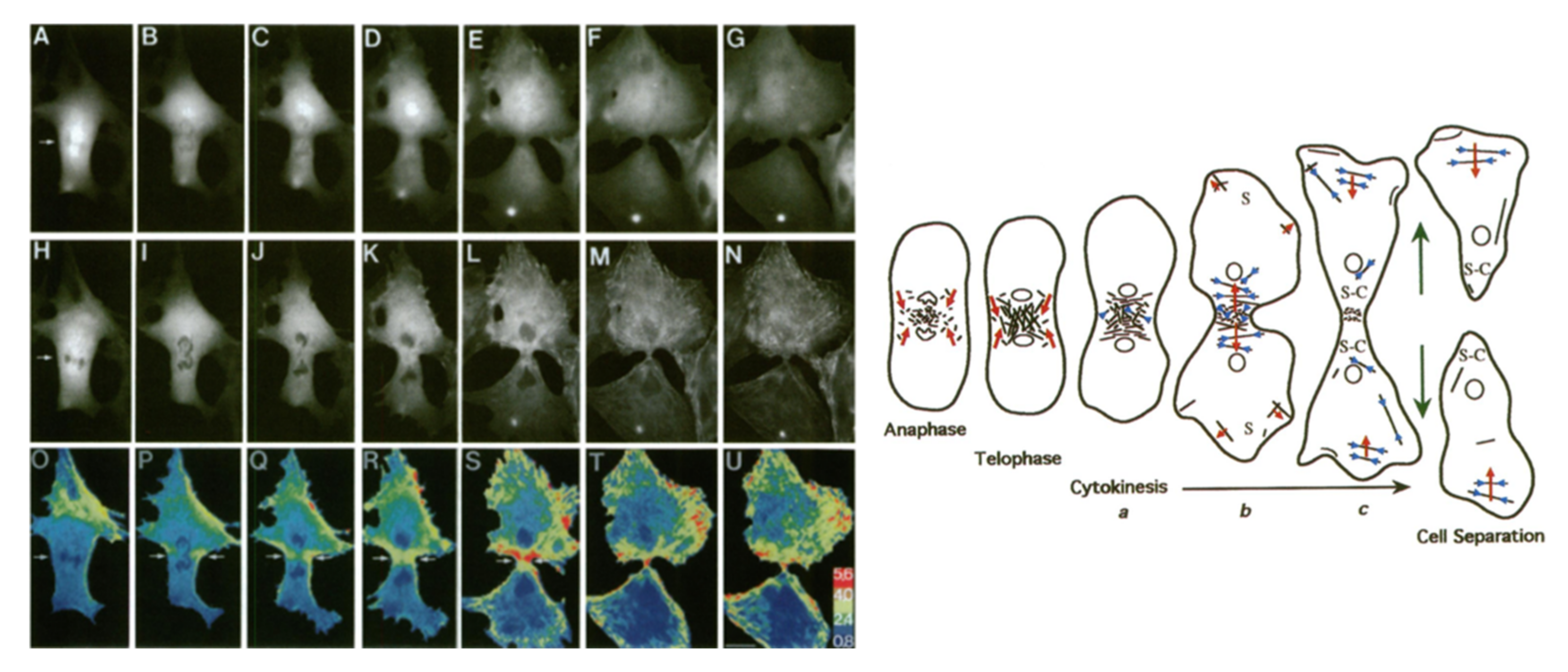 Molecules 26 06651 g006
