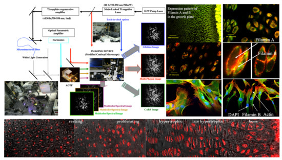 Molecules Free Full Text Biomedical Applications Of Translational Optical Imaging From Molecules To Humans Html