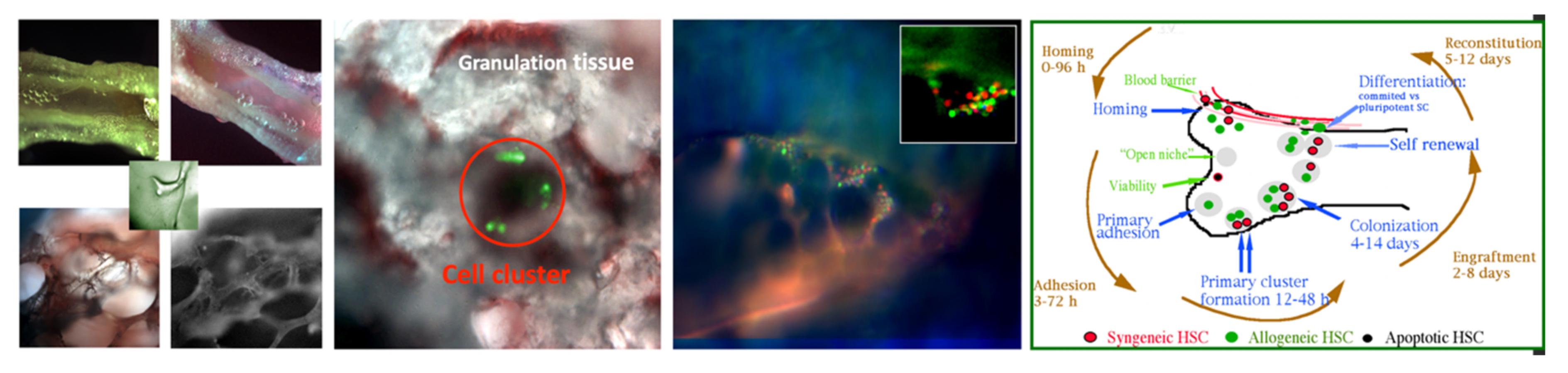 Molecules 26 06651 g018