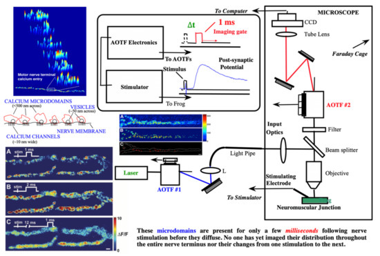 Molecules Free Full Text Biomedical Applications Of Translational Optical Imaging From Molecules To Humans Html
