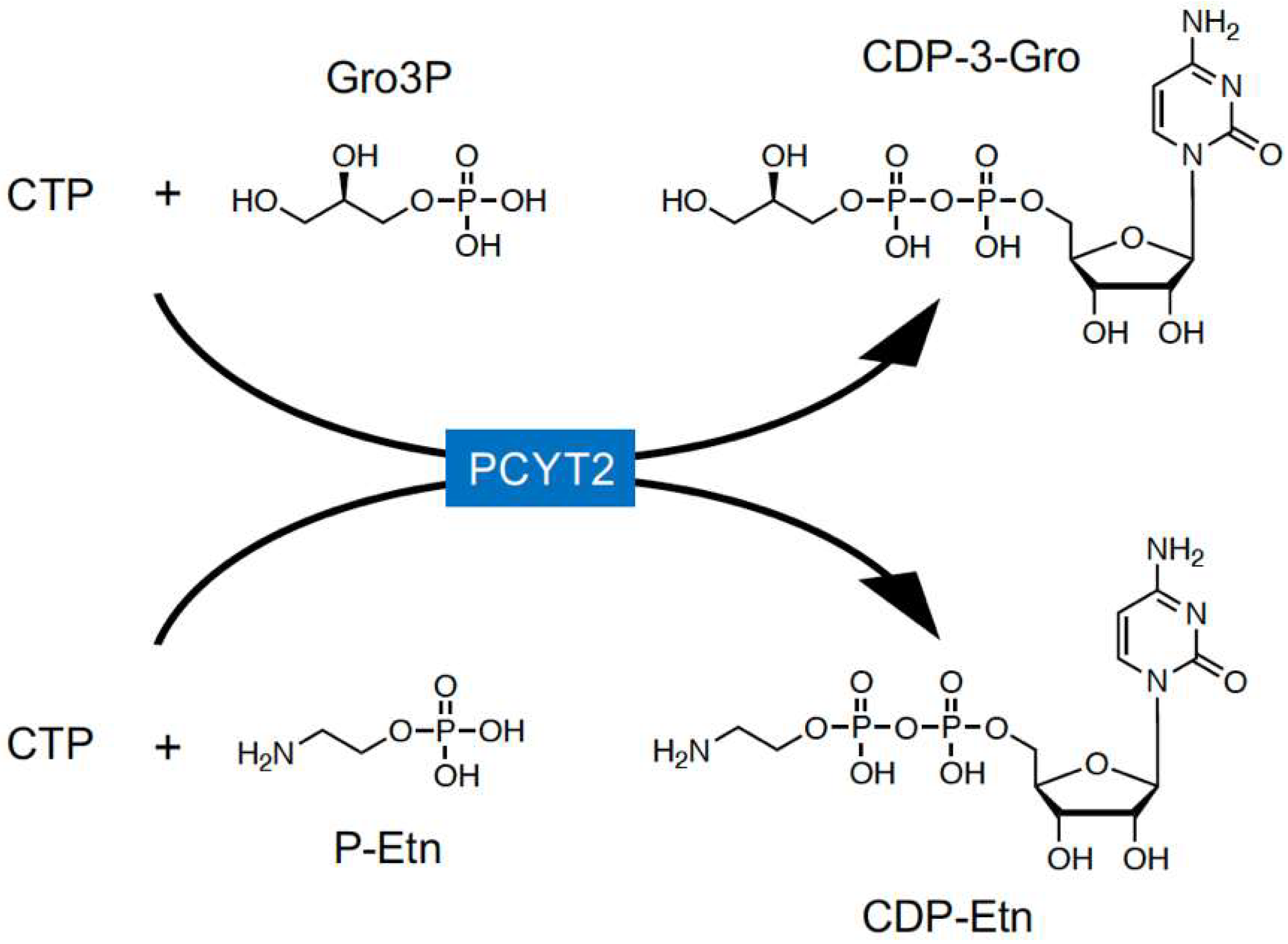 Molecules 26 06675 g003 Molecules 26 06675 g003