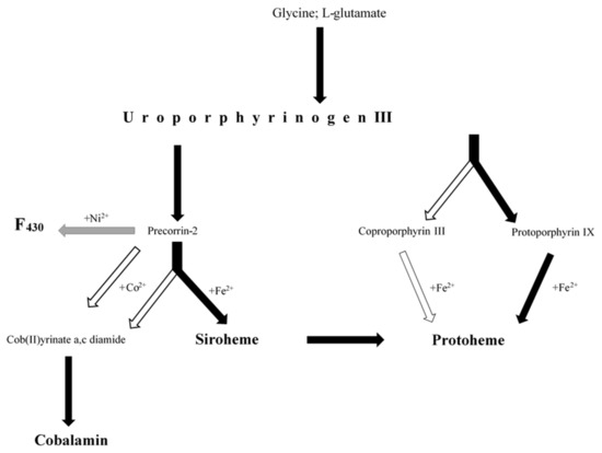 Biosynthesis of Tetrapyrrole Cofactors by Bacterial Community 