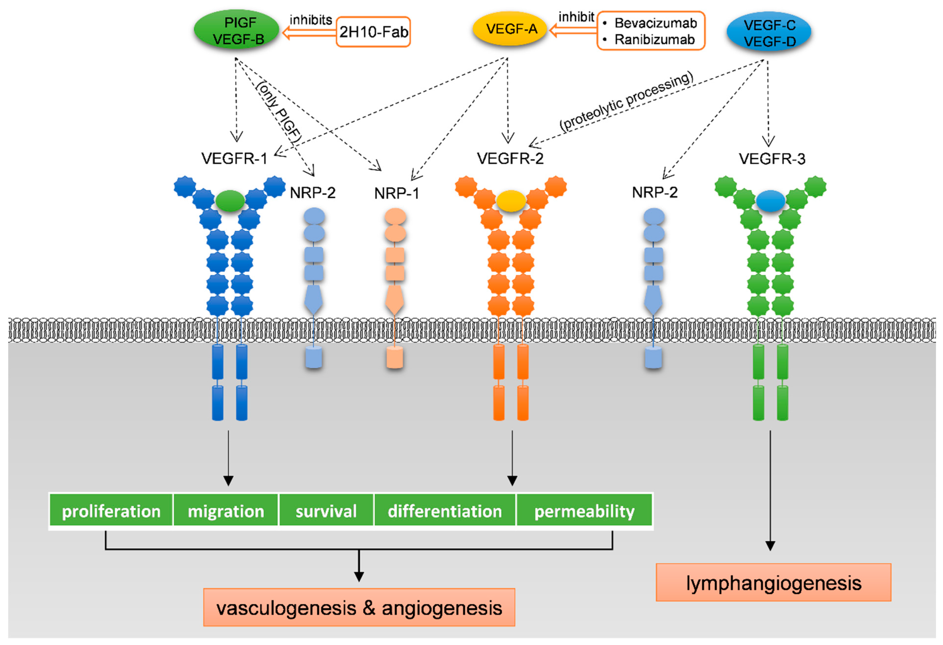 Molecules 26 06759 g003