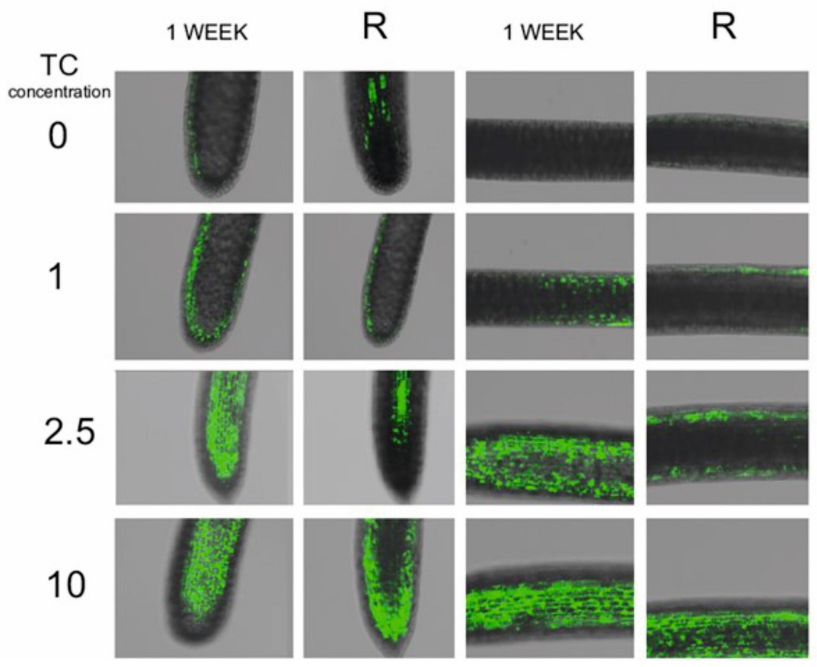 Molecules 26 06765 g003